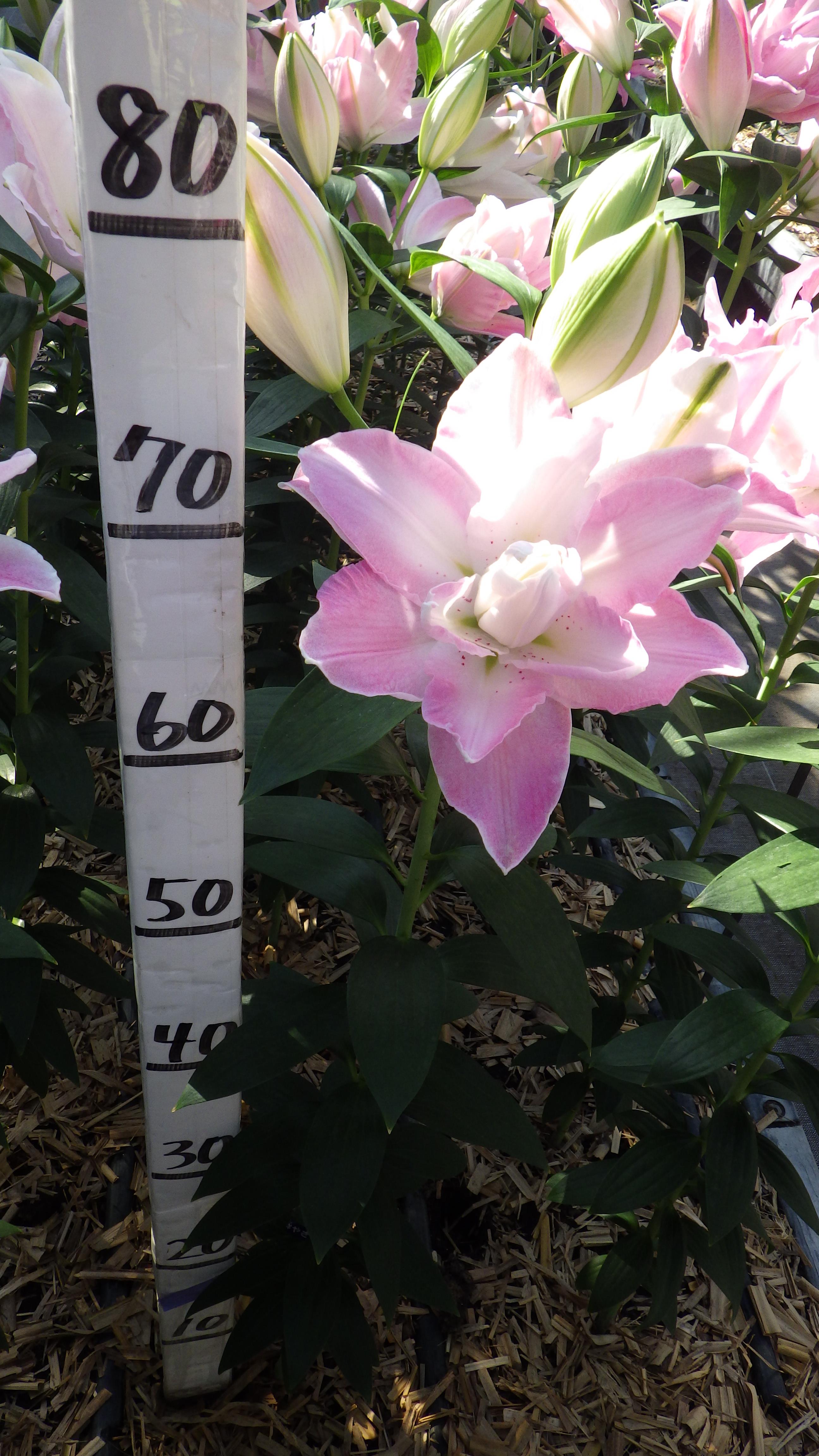 サボール(八重)