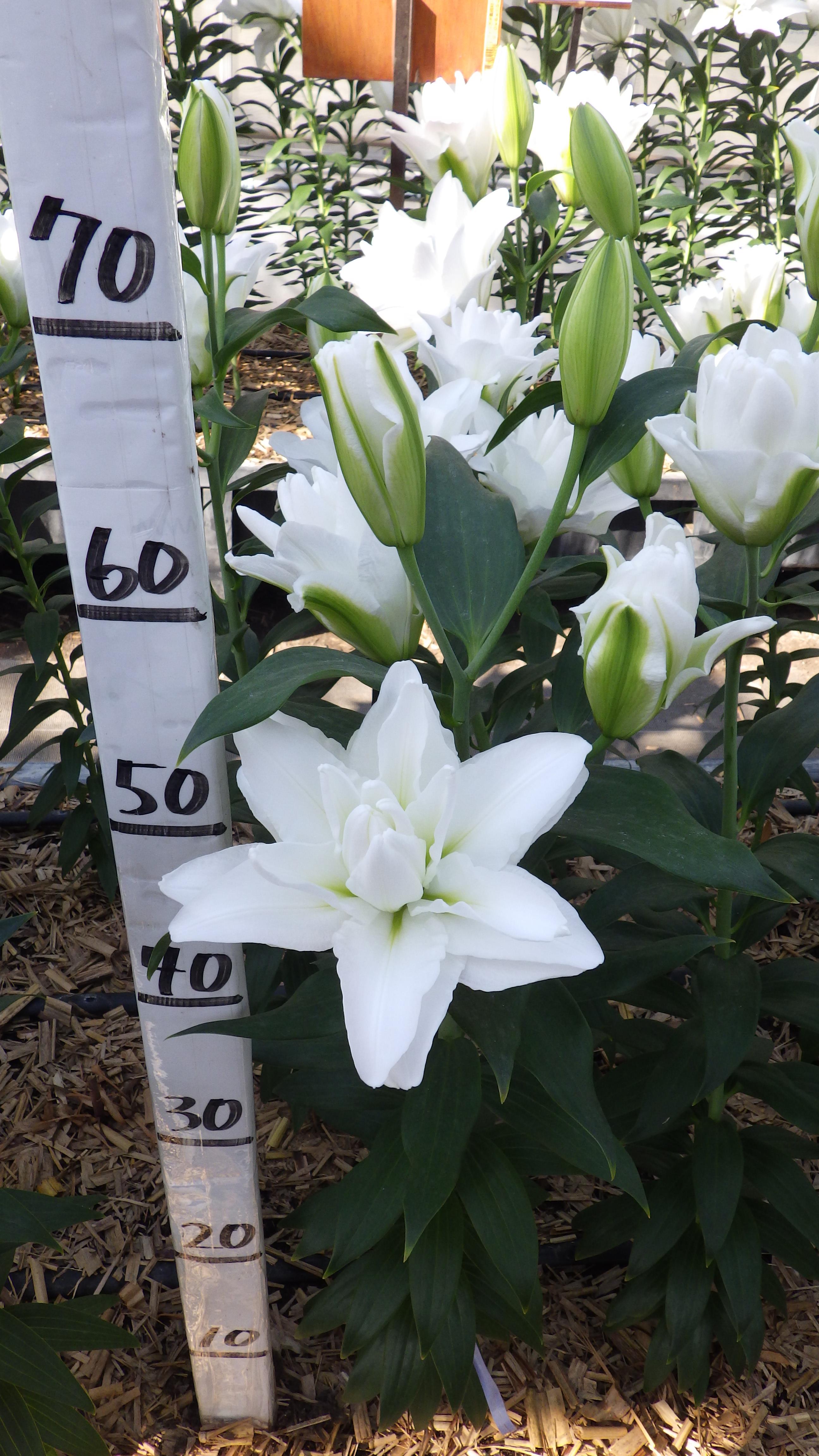 サンセール(八重)