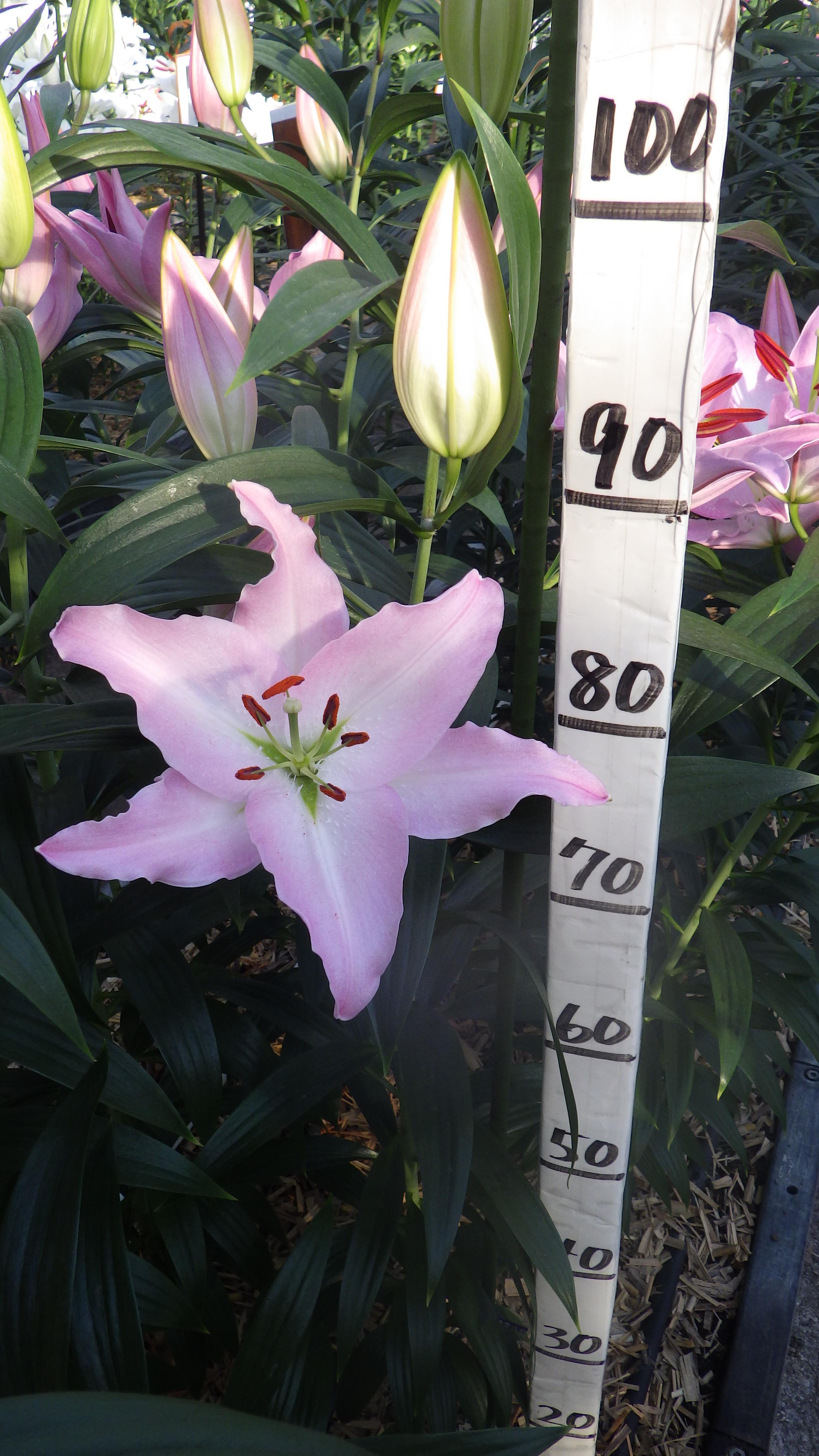 シーラ ｾﾚｸﾄ