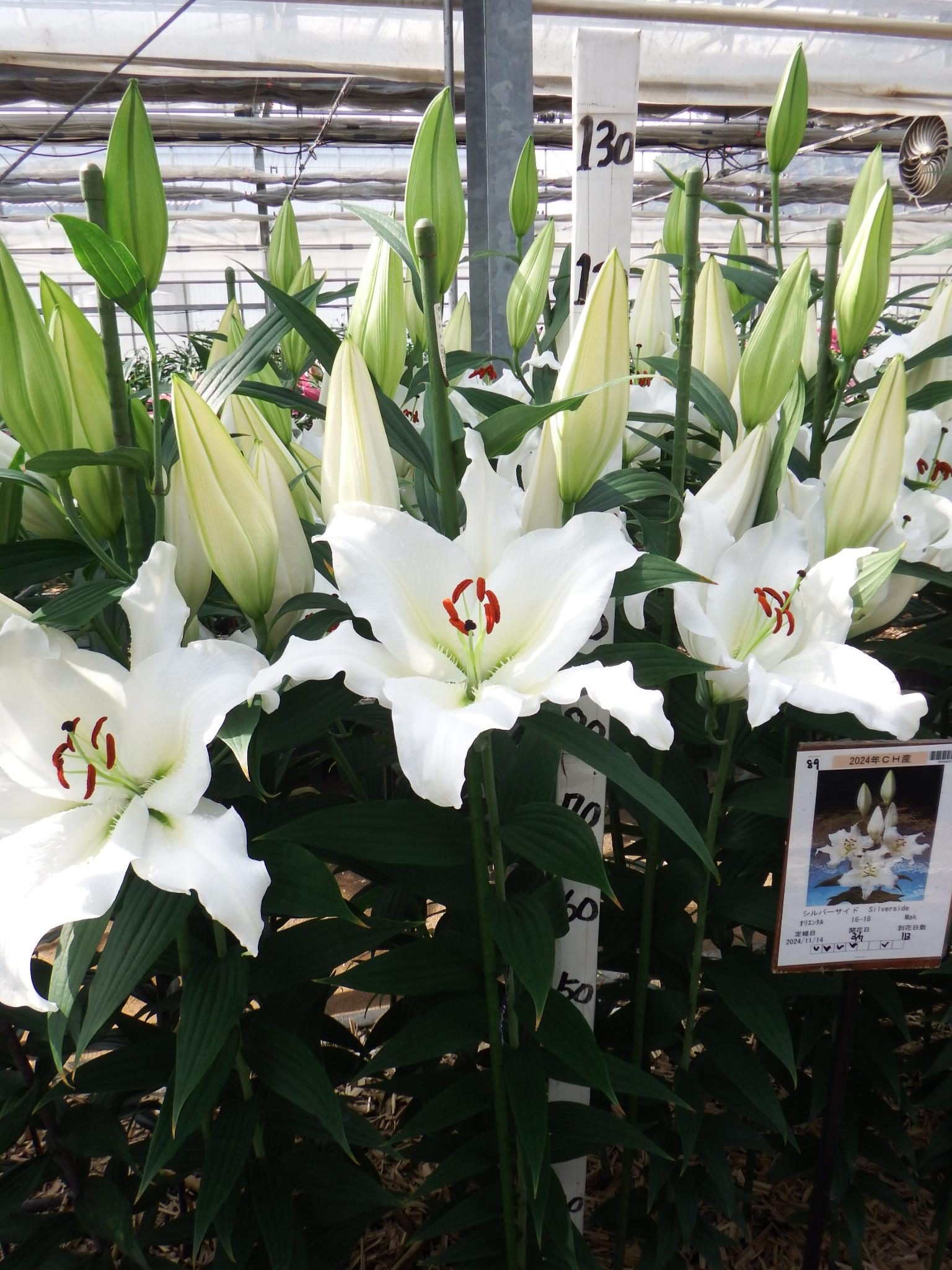 シルバーサイド