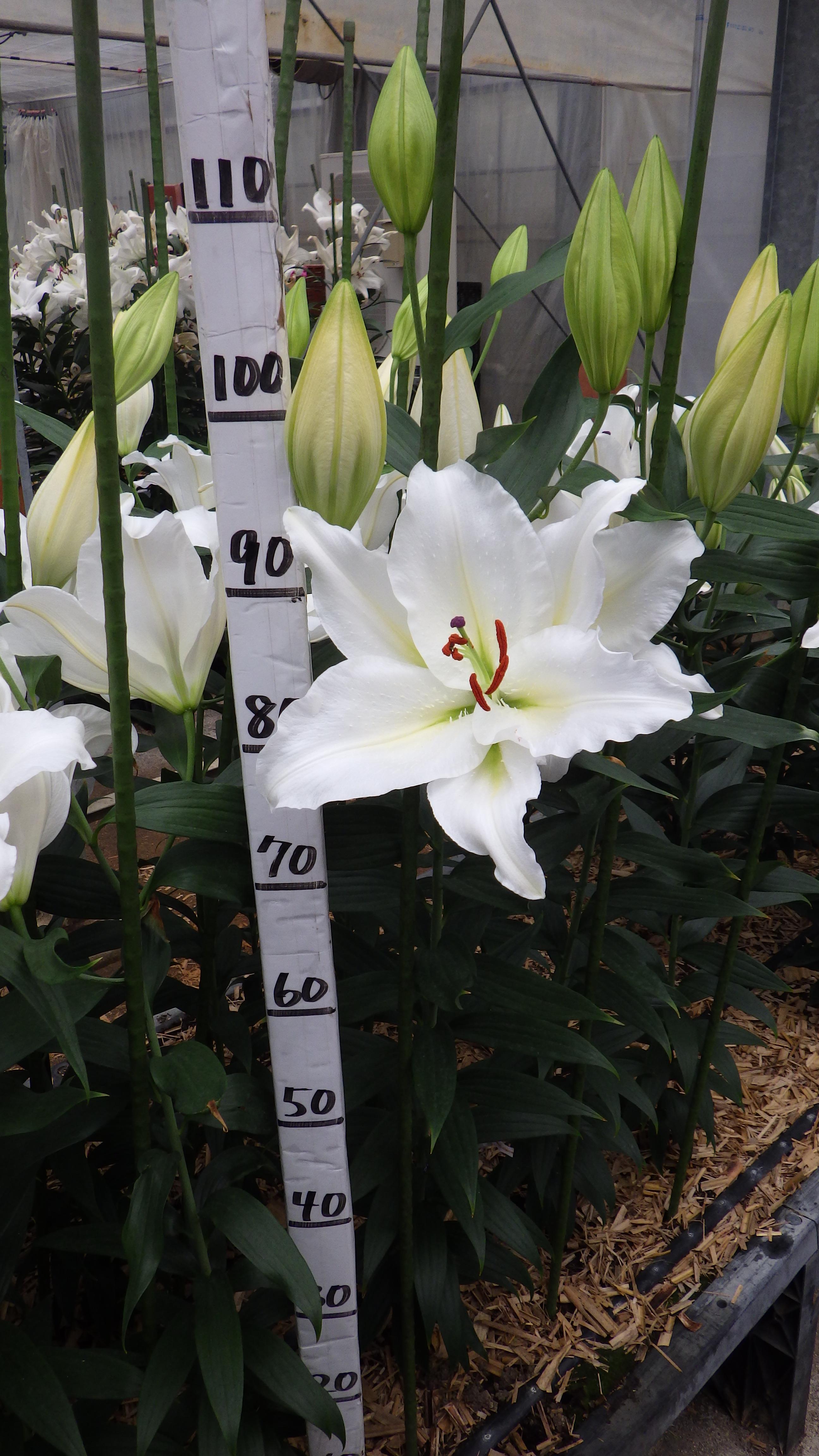 シルバーサイド