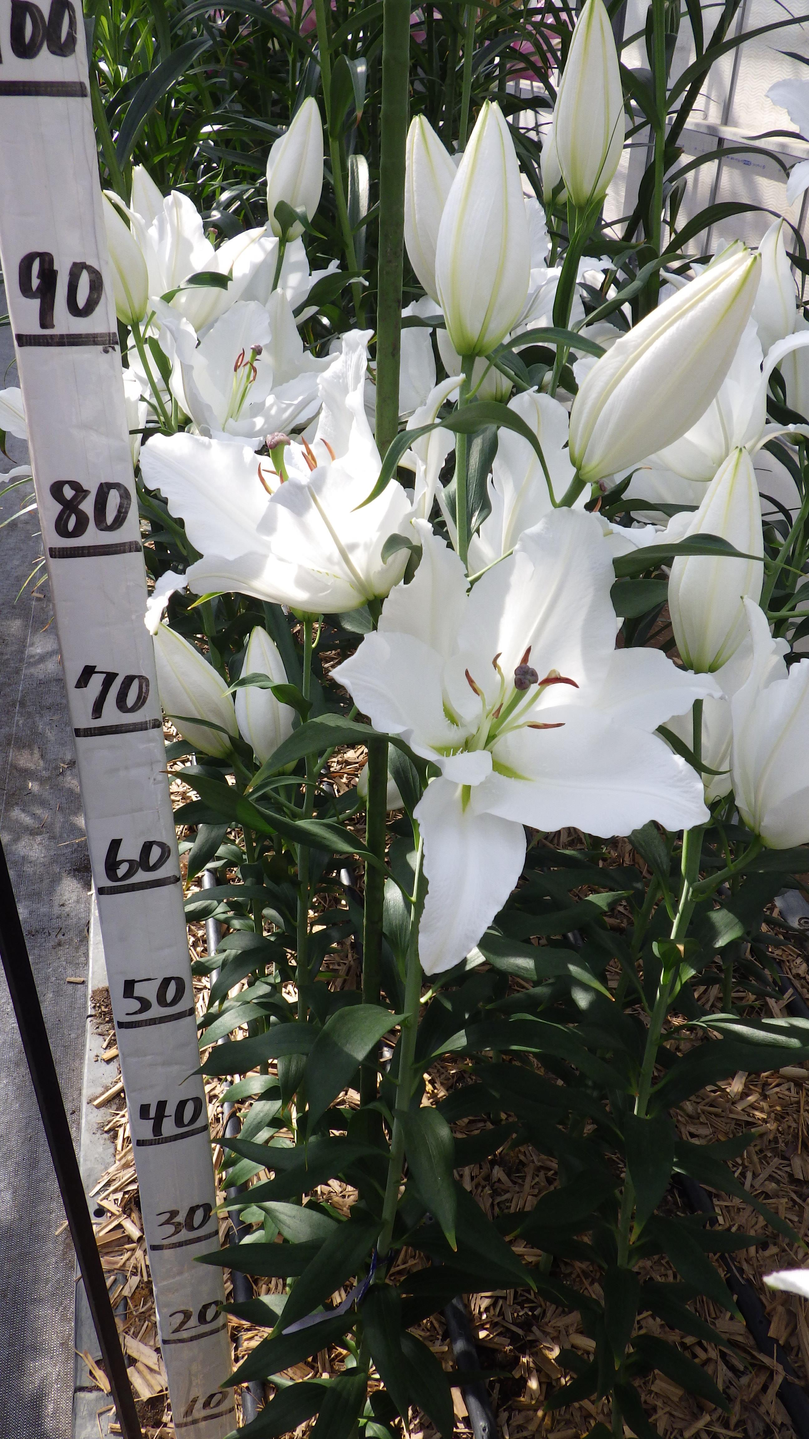 スカイマスター(花粉無し)