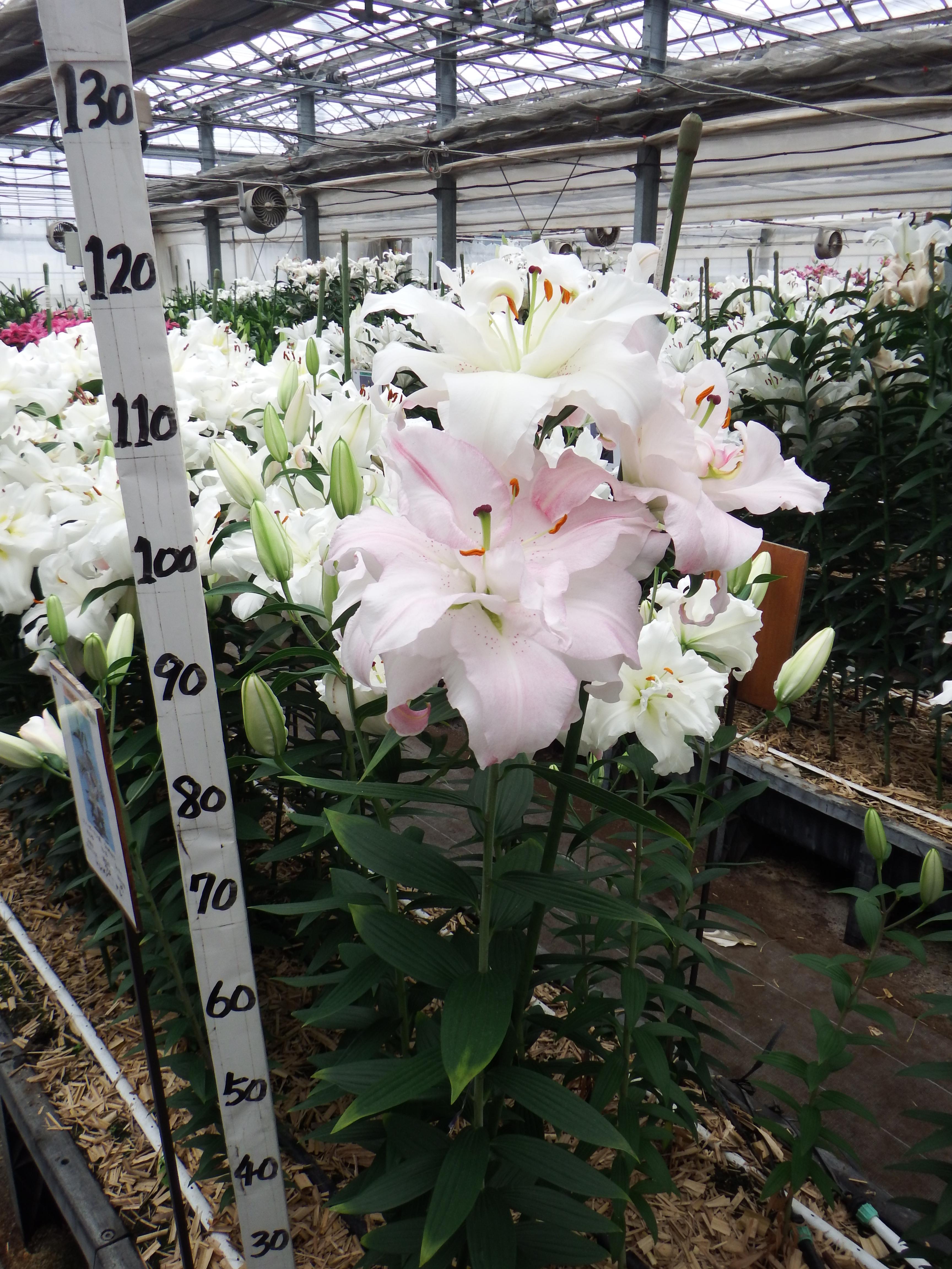 スノーボード(八重)