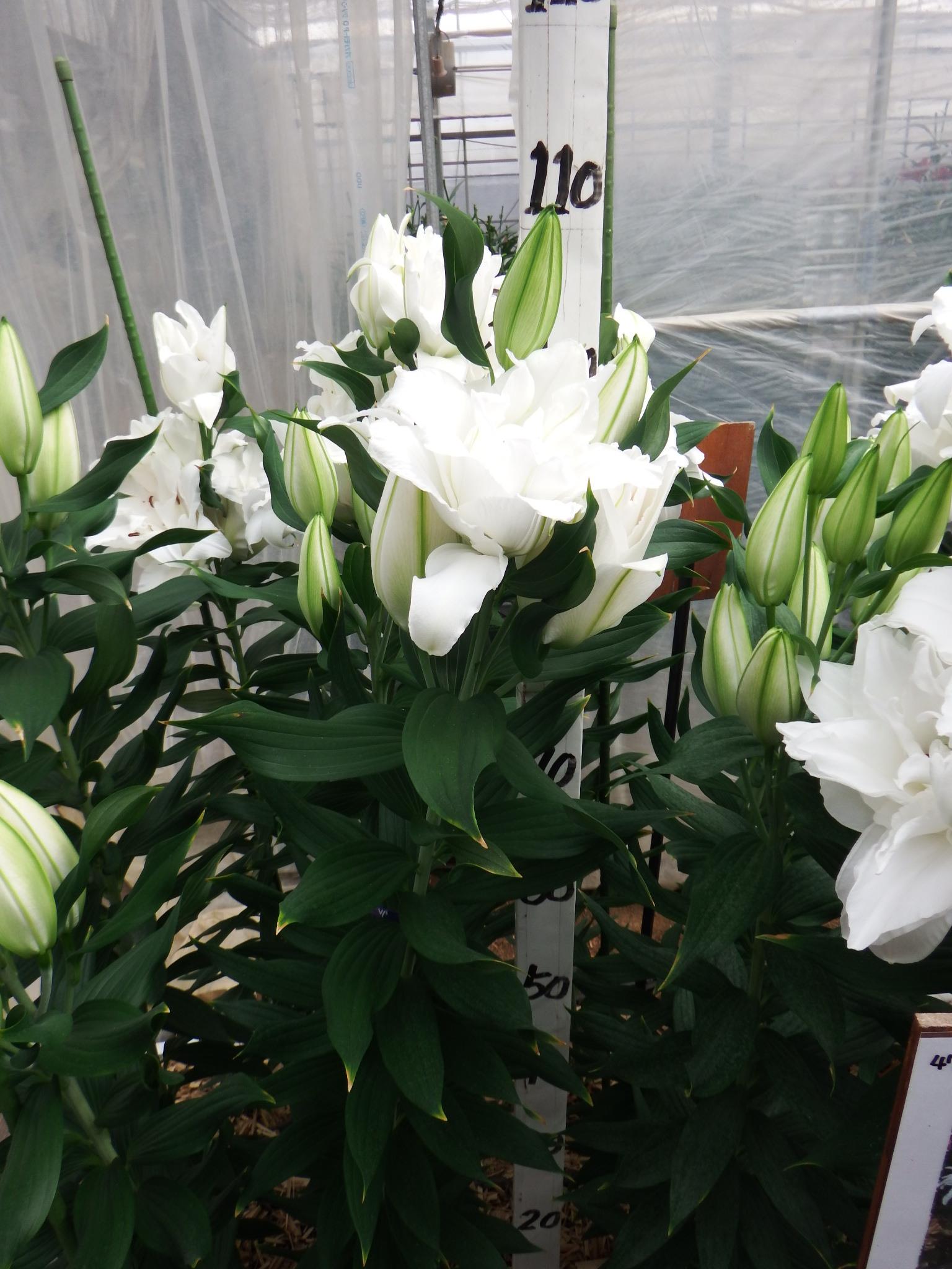 ストックホルム(八重)