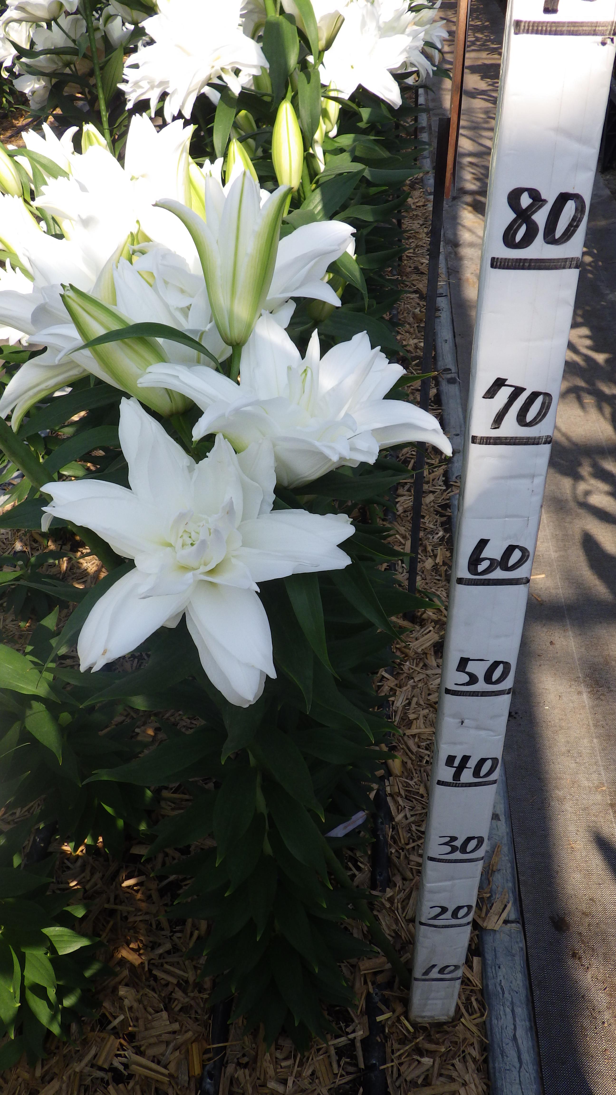 ストックホルム(八重)