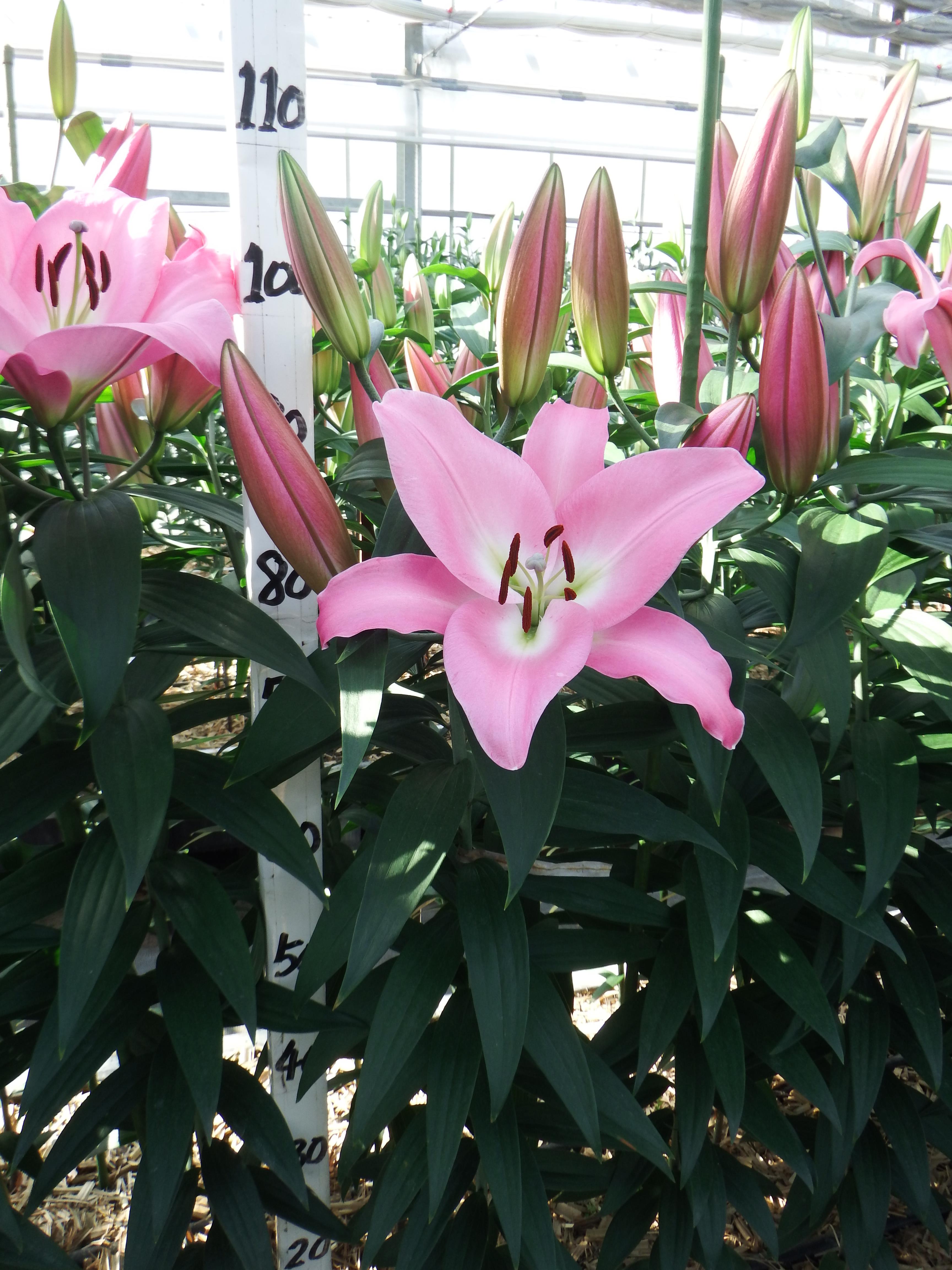 テーブルダンス