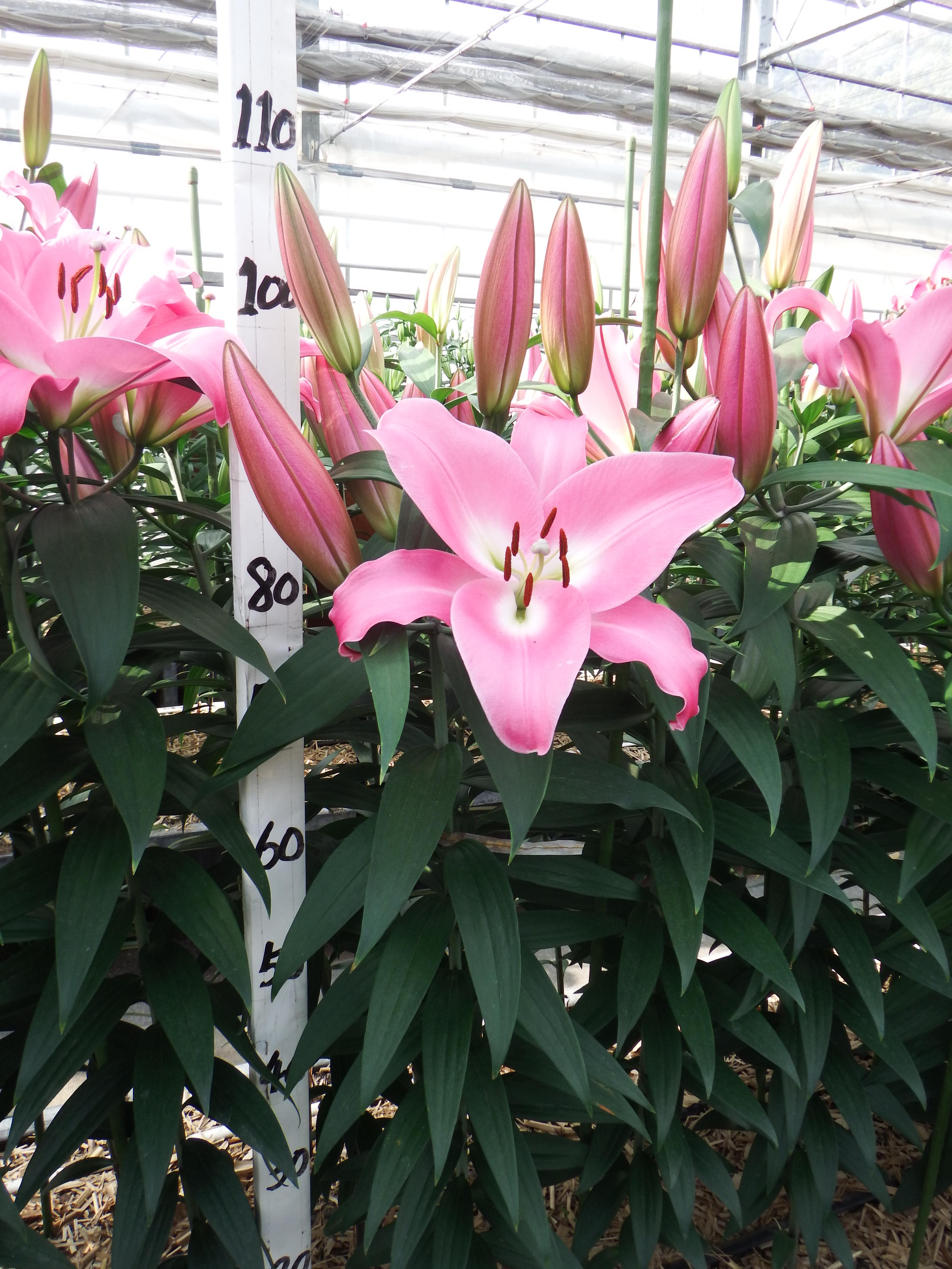 テーブルダンス