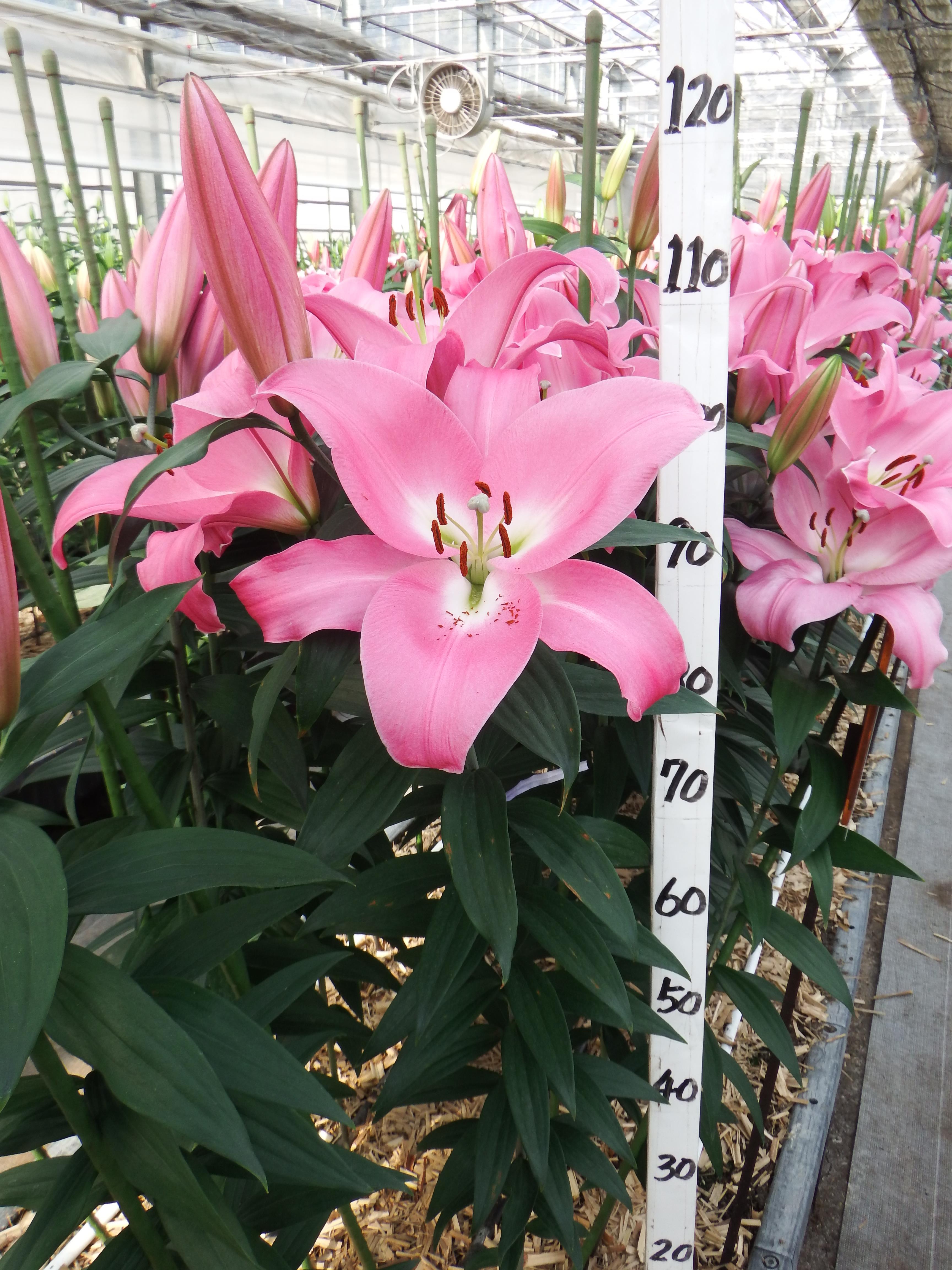 テーブルダンス