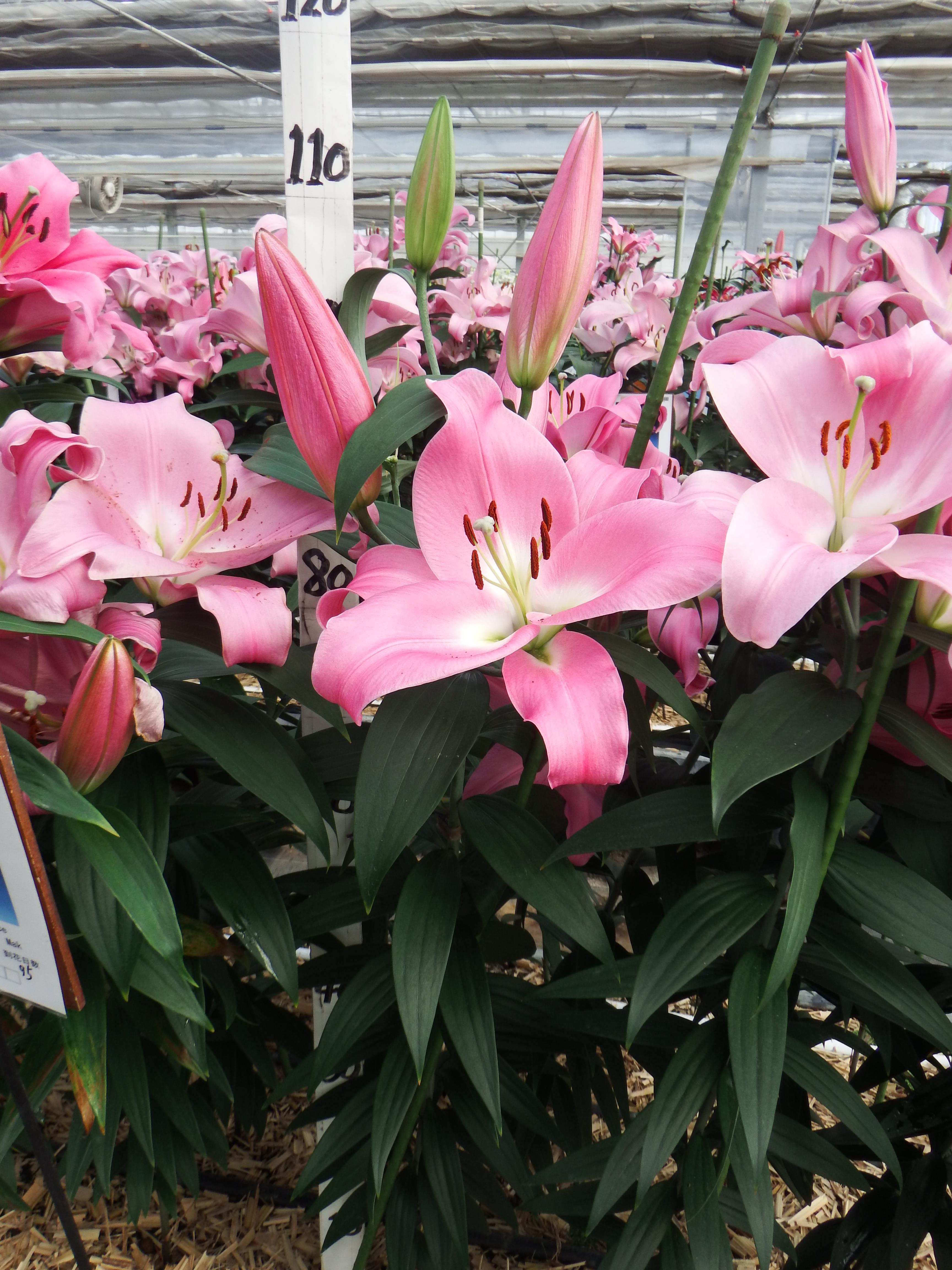 テーブルダンス