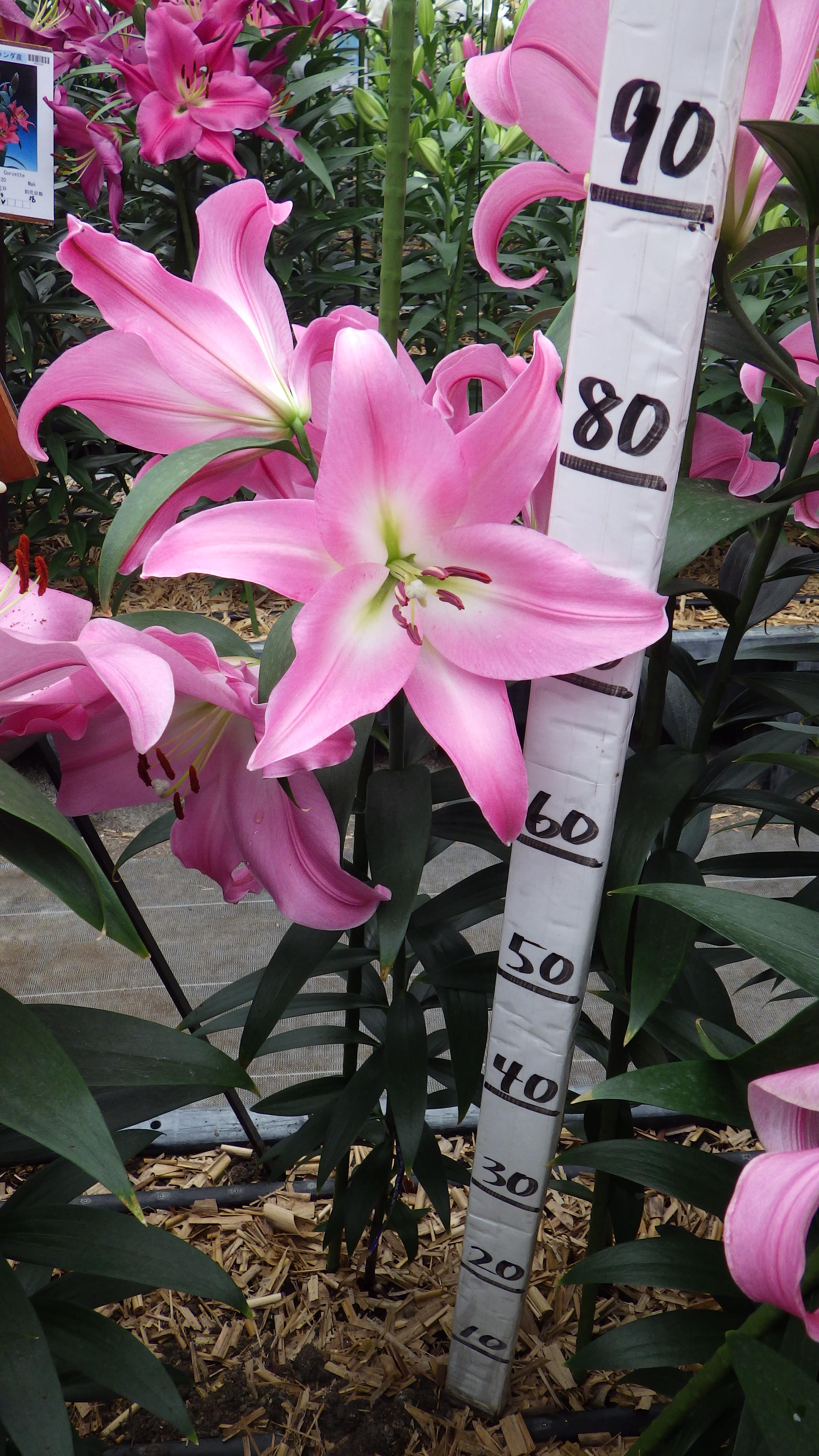 テーブルダンス