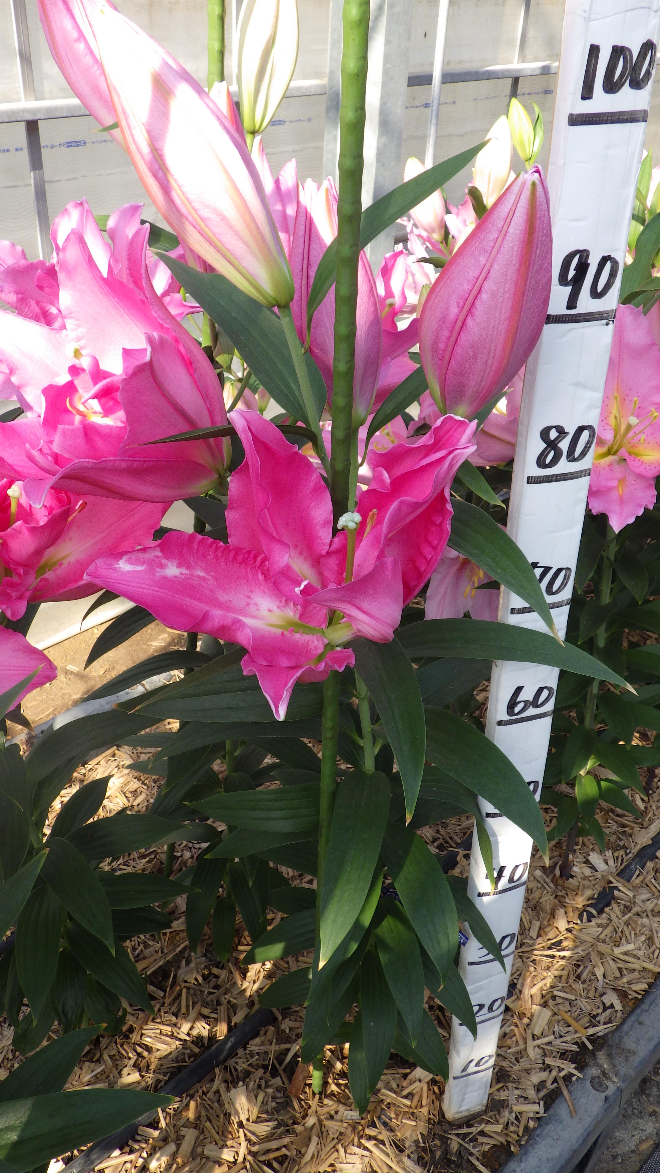 タルシー（花粉無し）