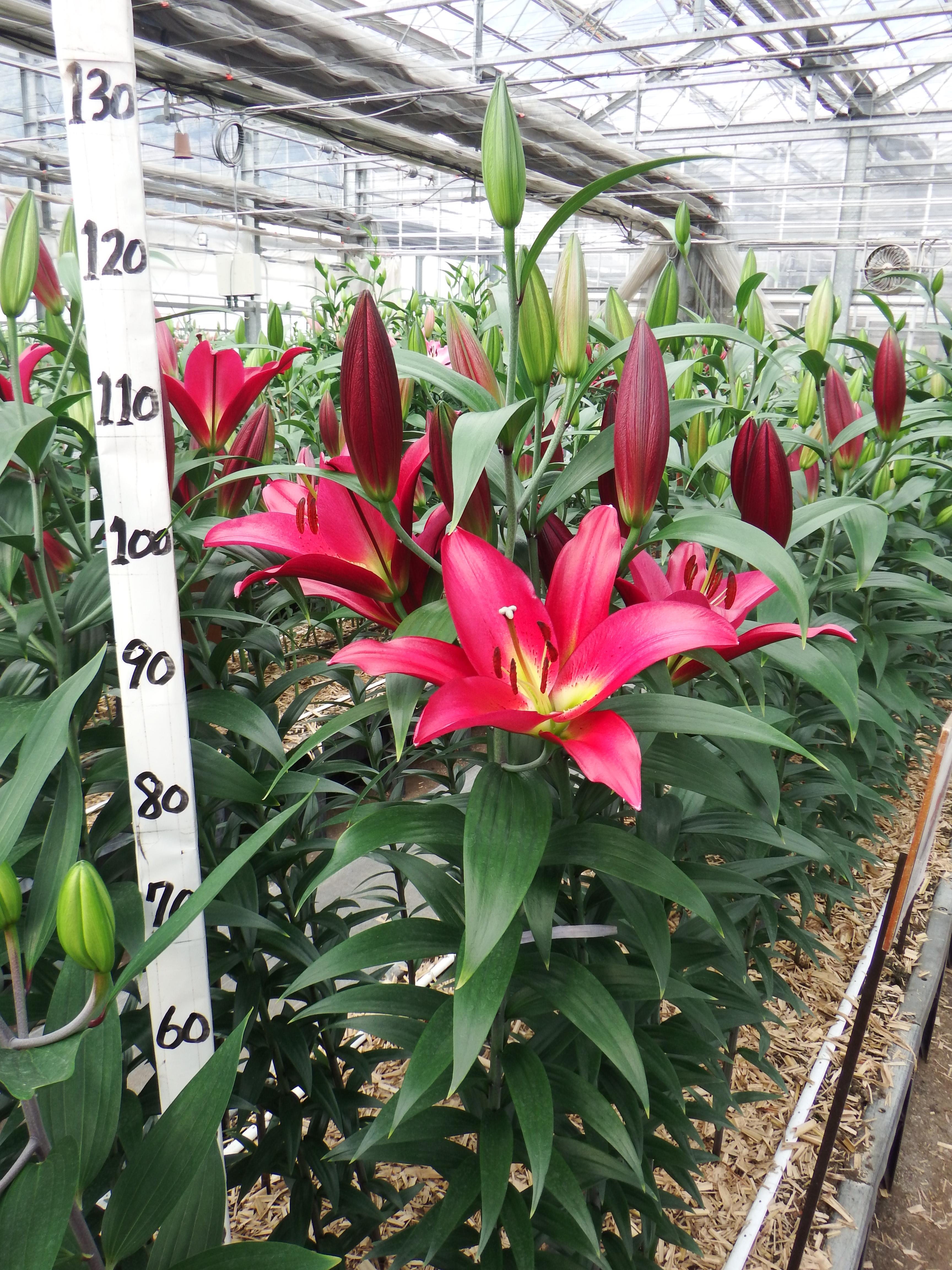 タッチストーン