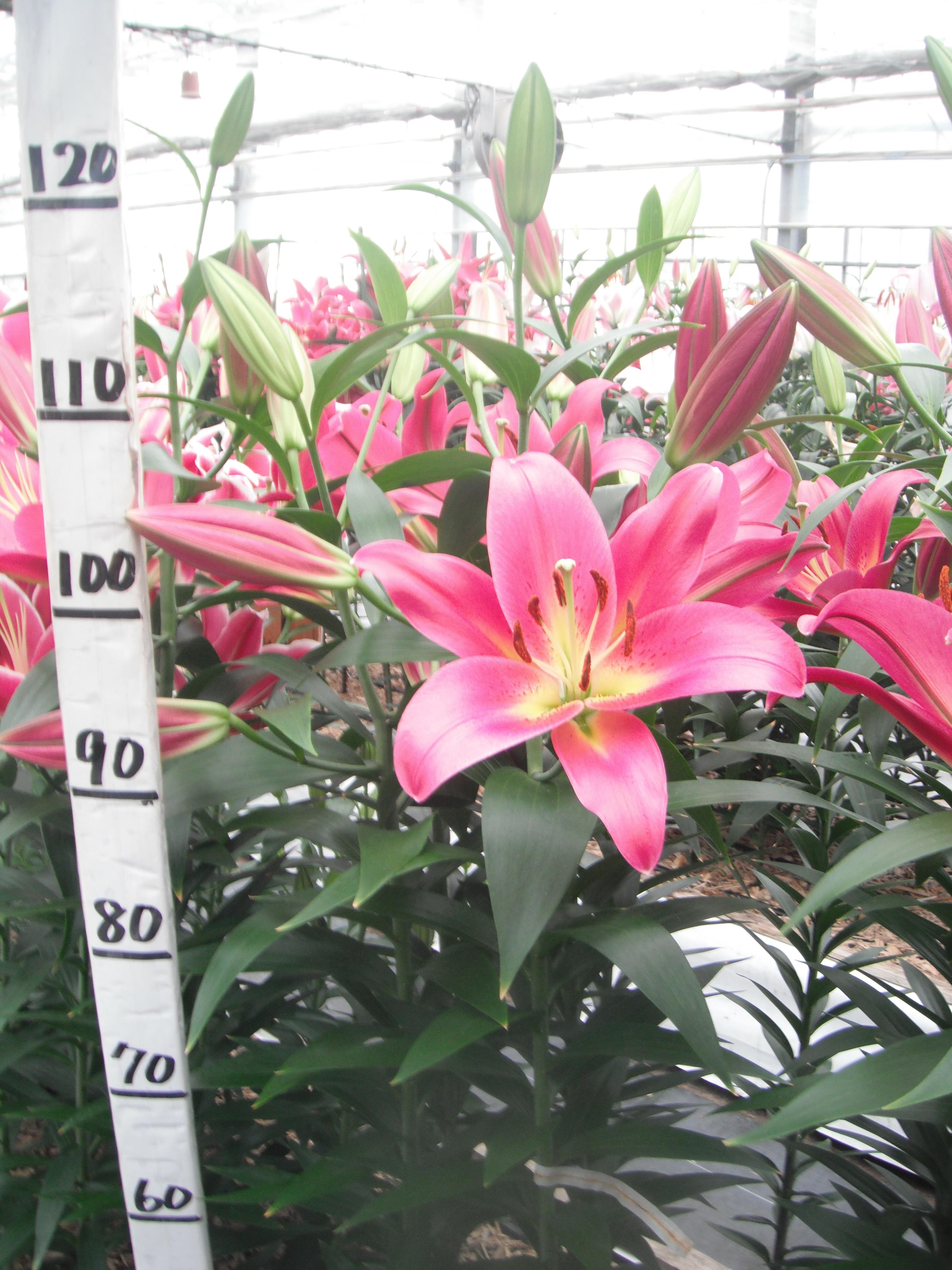 タッチストーン