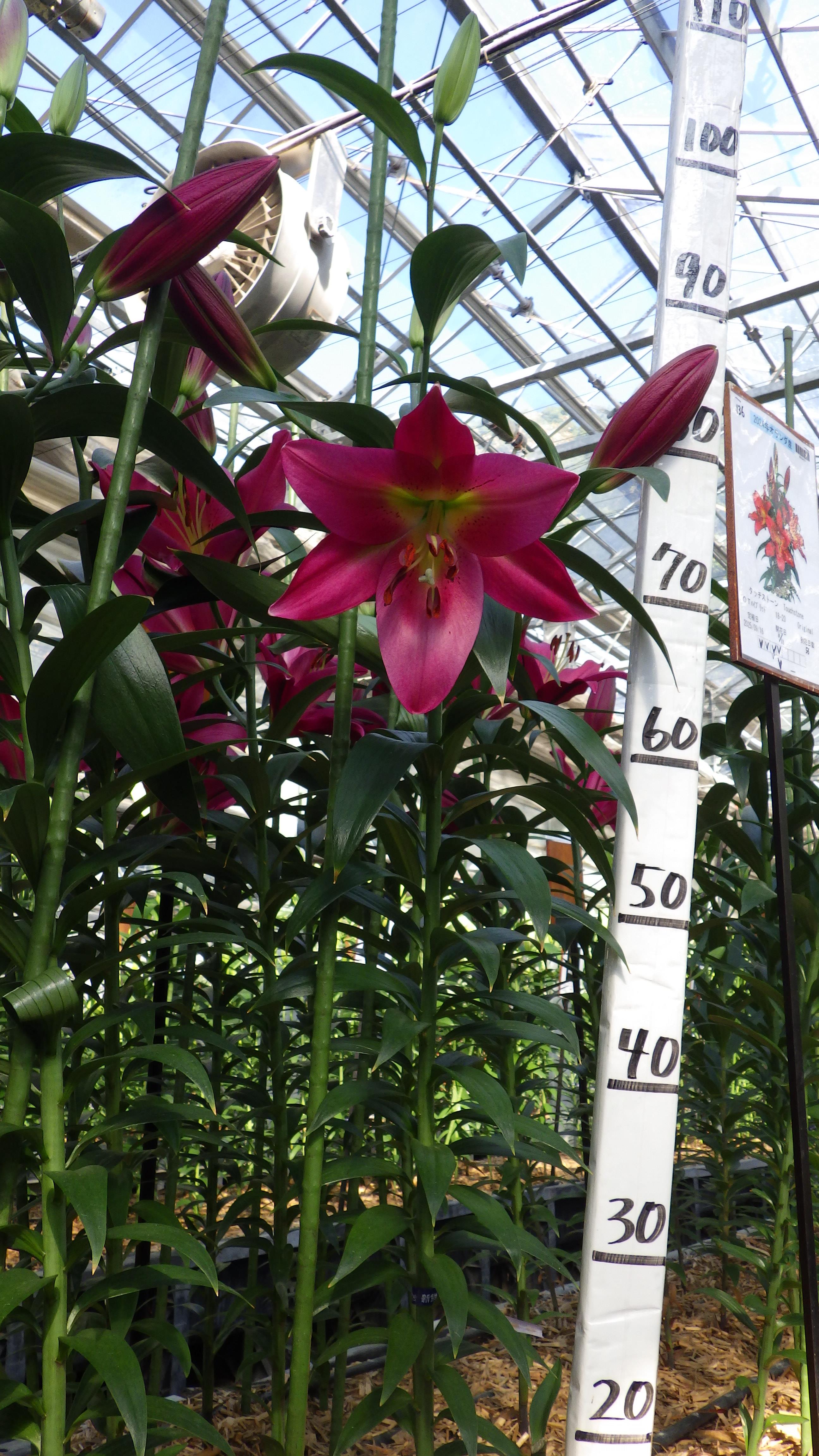 タッチストーン