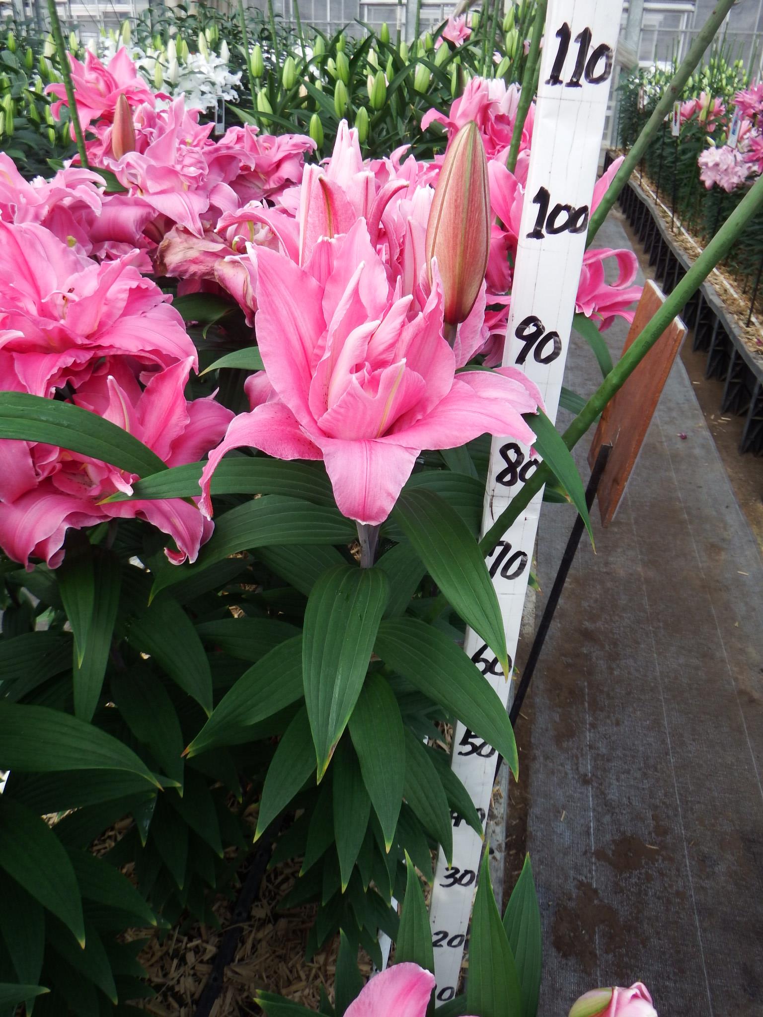 トレンティーノ(八重）