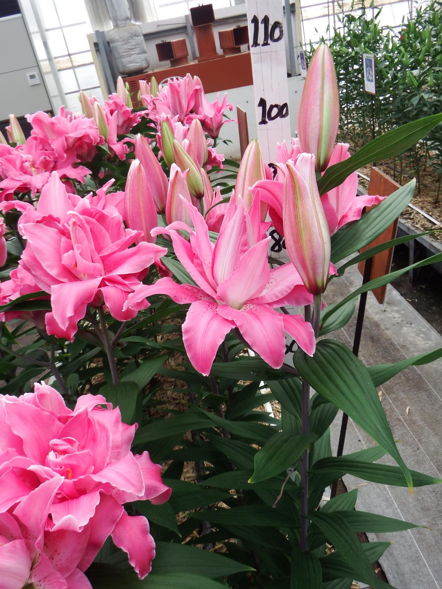 トレンティーノ(八重）