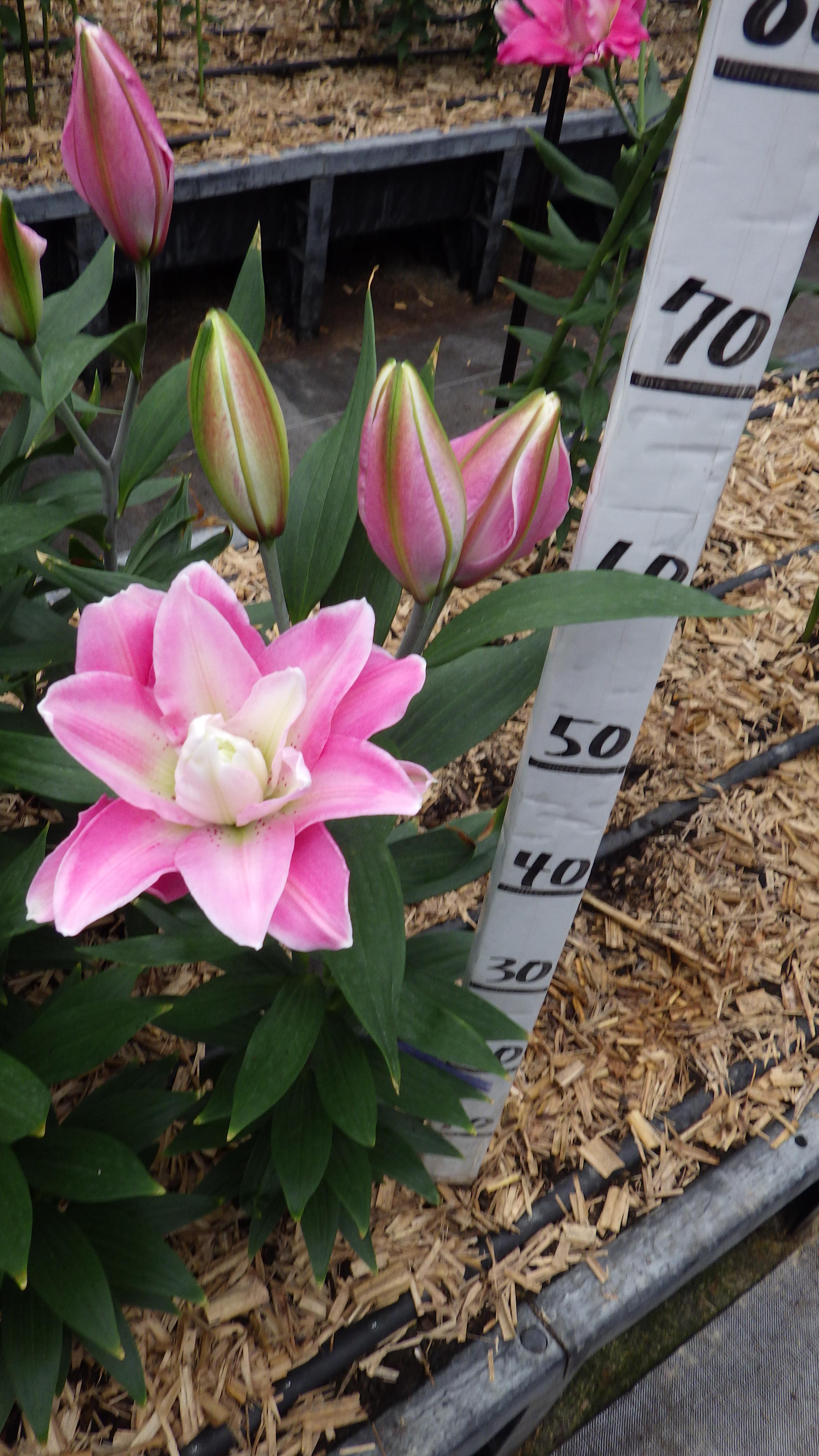 トレンティーノ(八重）