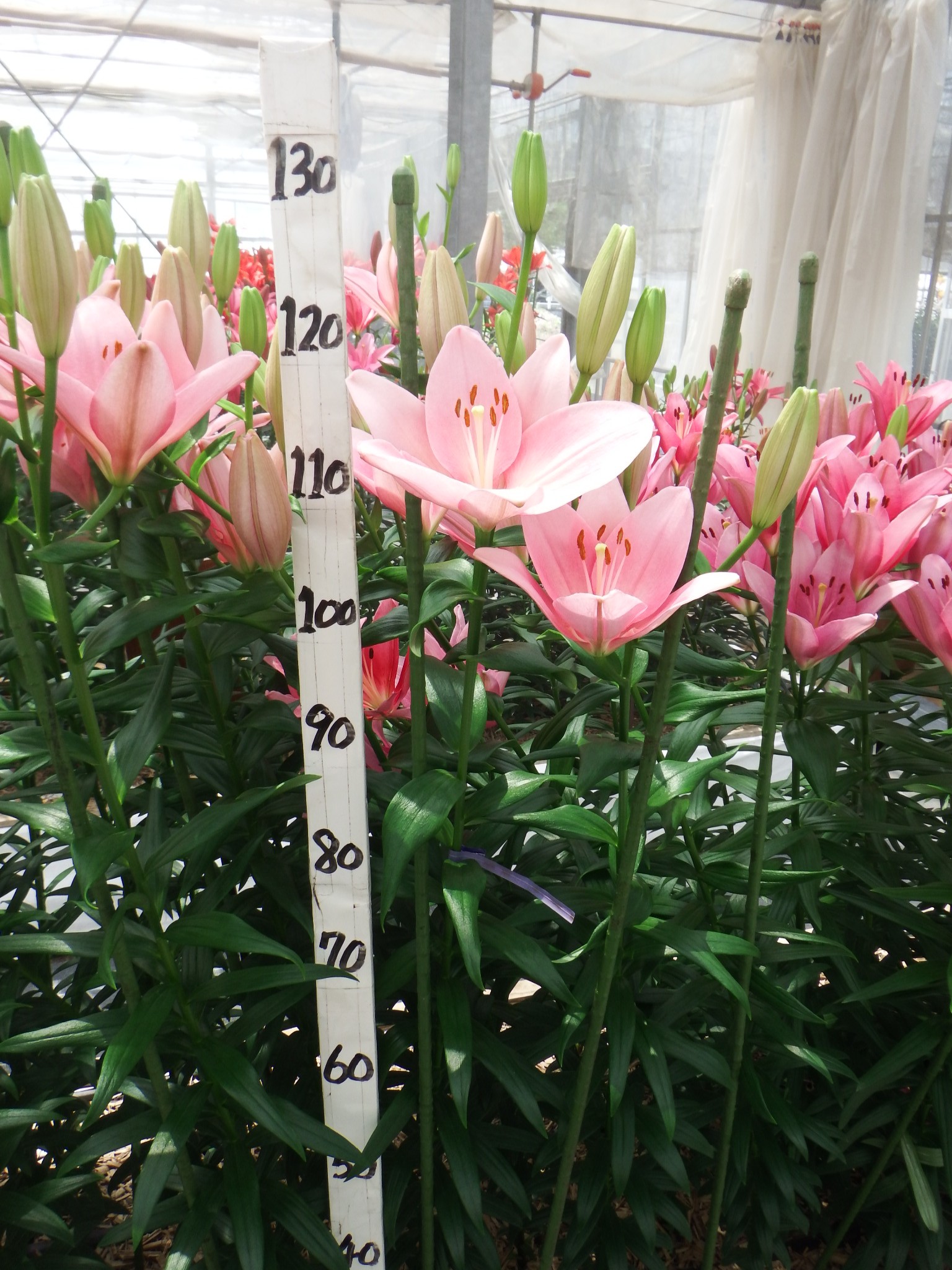 チャイコフスキー