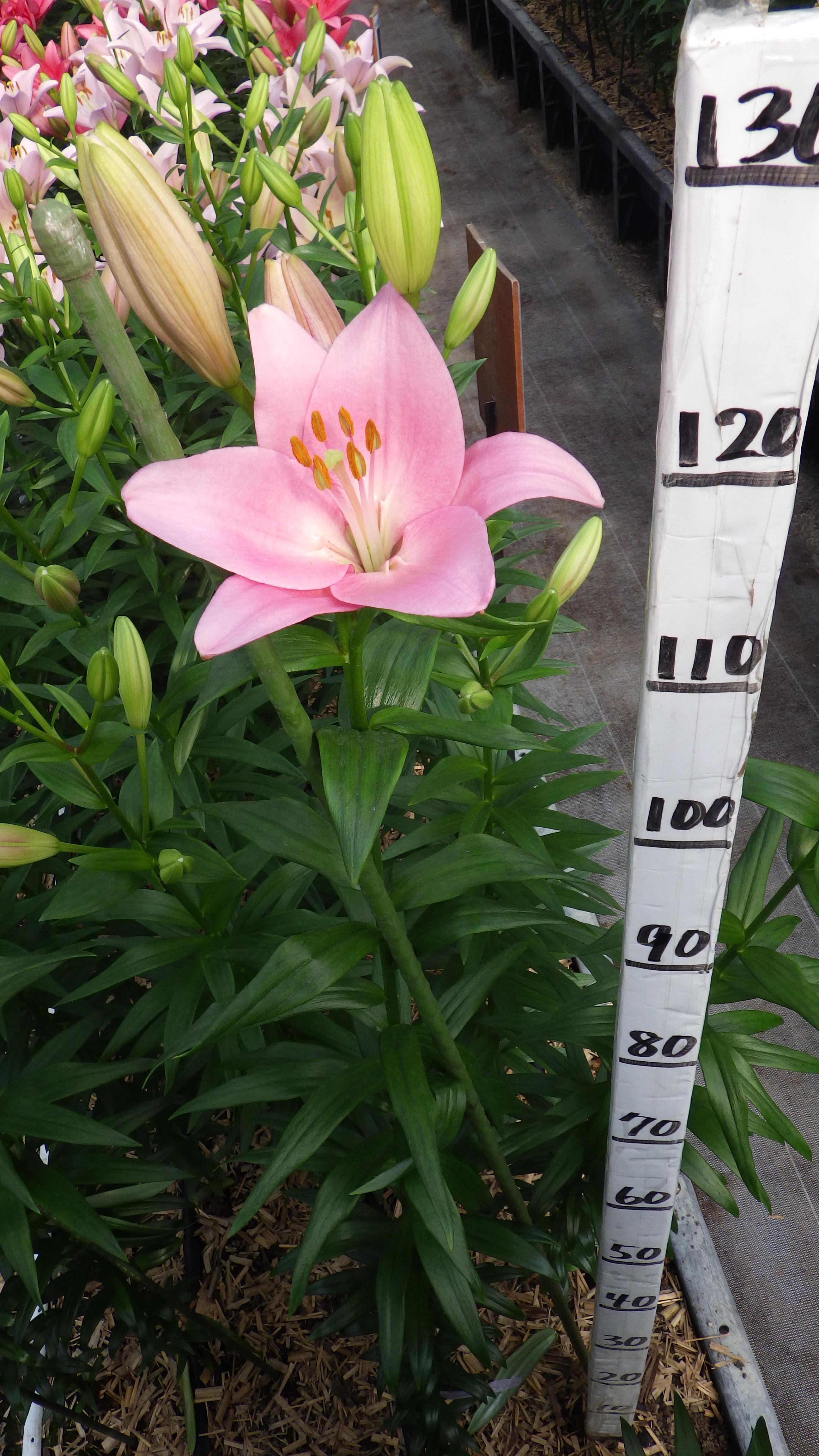 チャイコフスキー