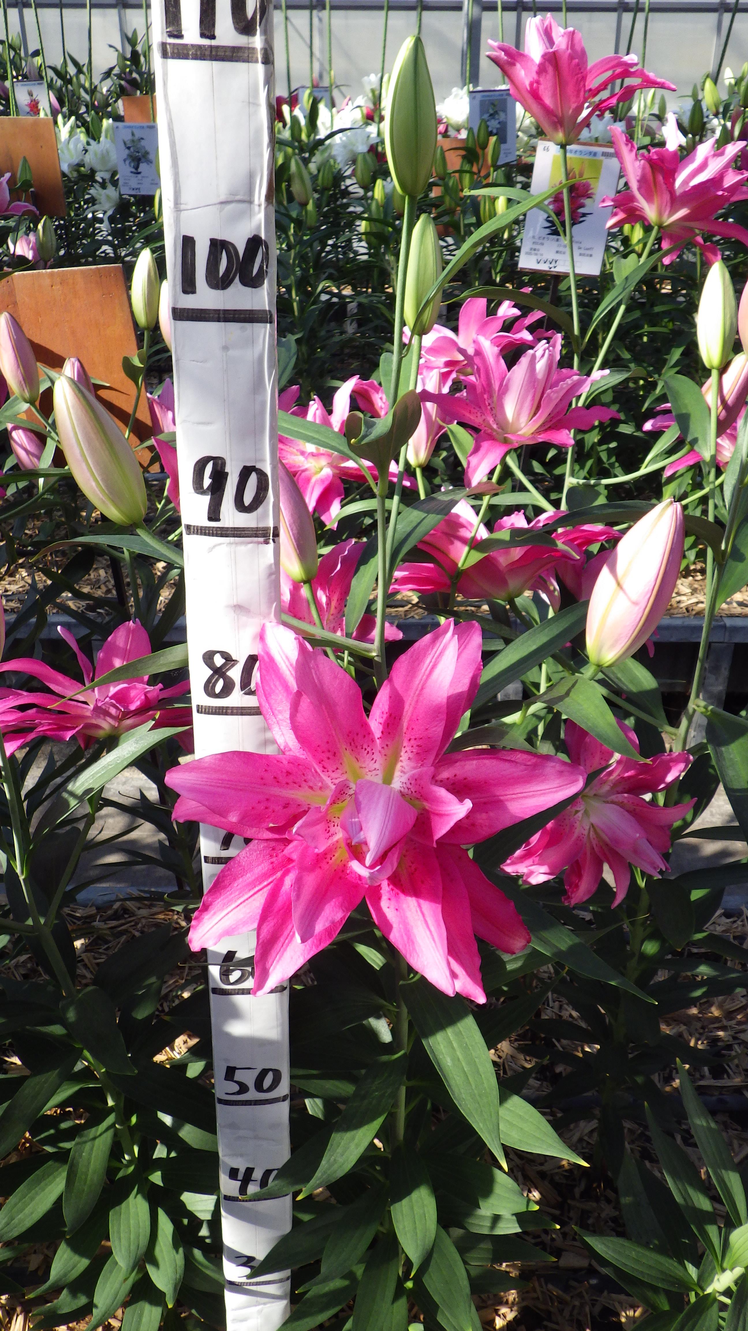 トワイフォード(八重)