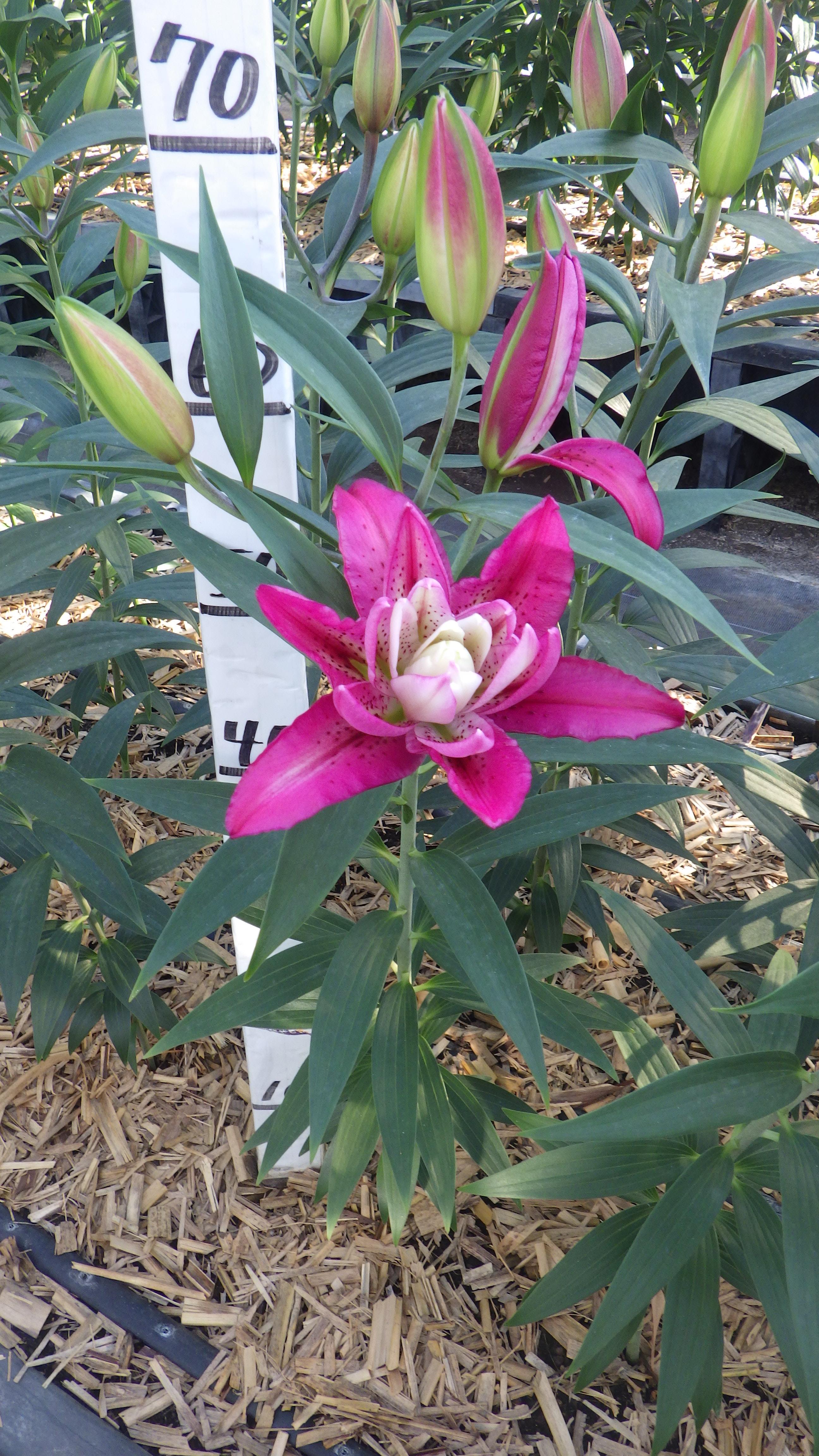 バレンテ(八重)