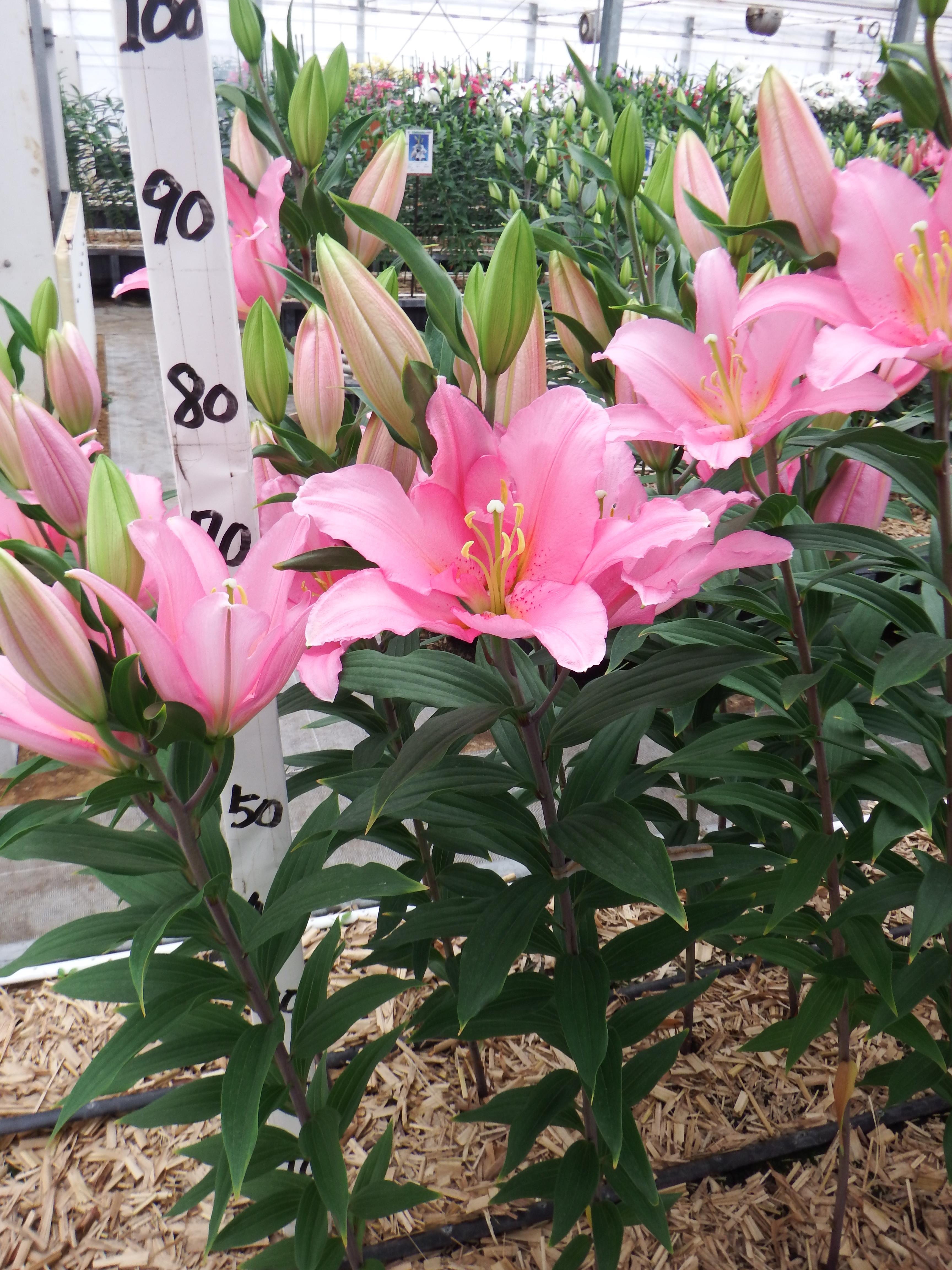 バンドーム(花粉無し)