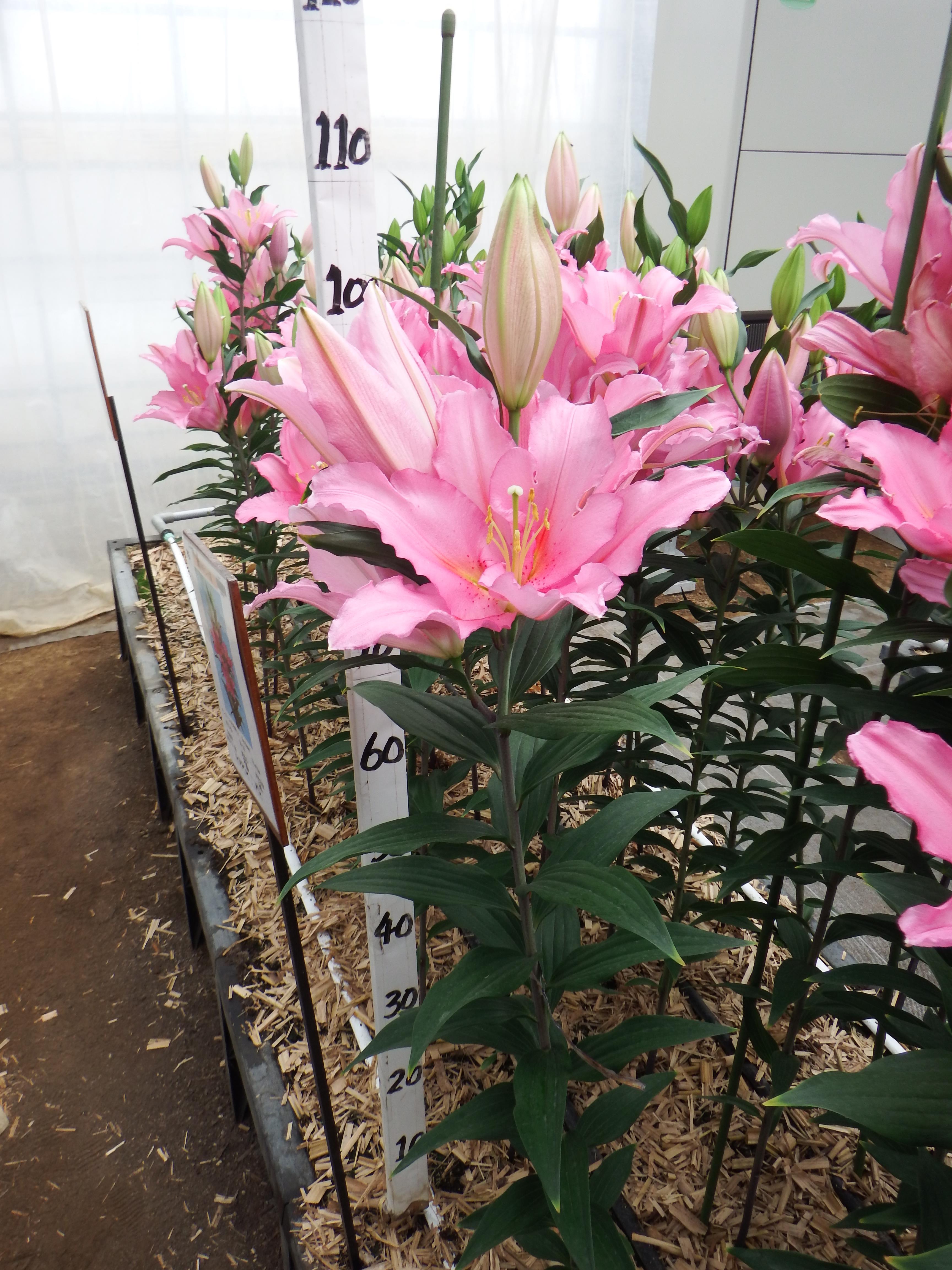 バンドーム(花粉無し)