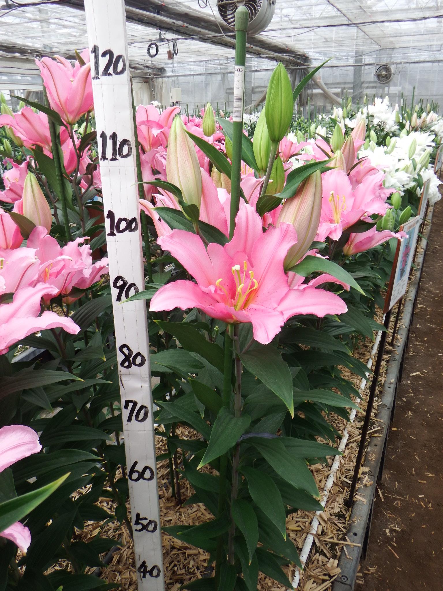 バンドーム(花粉無し)