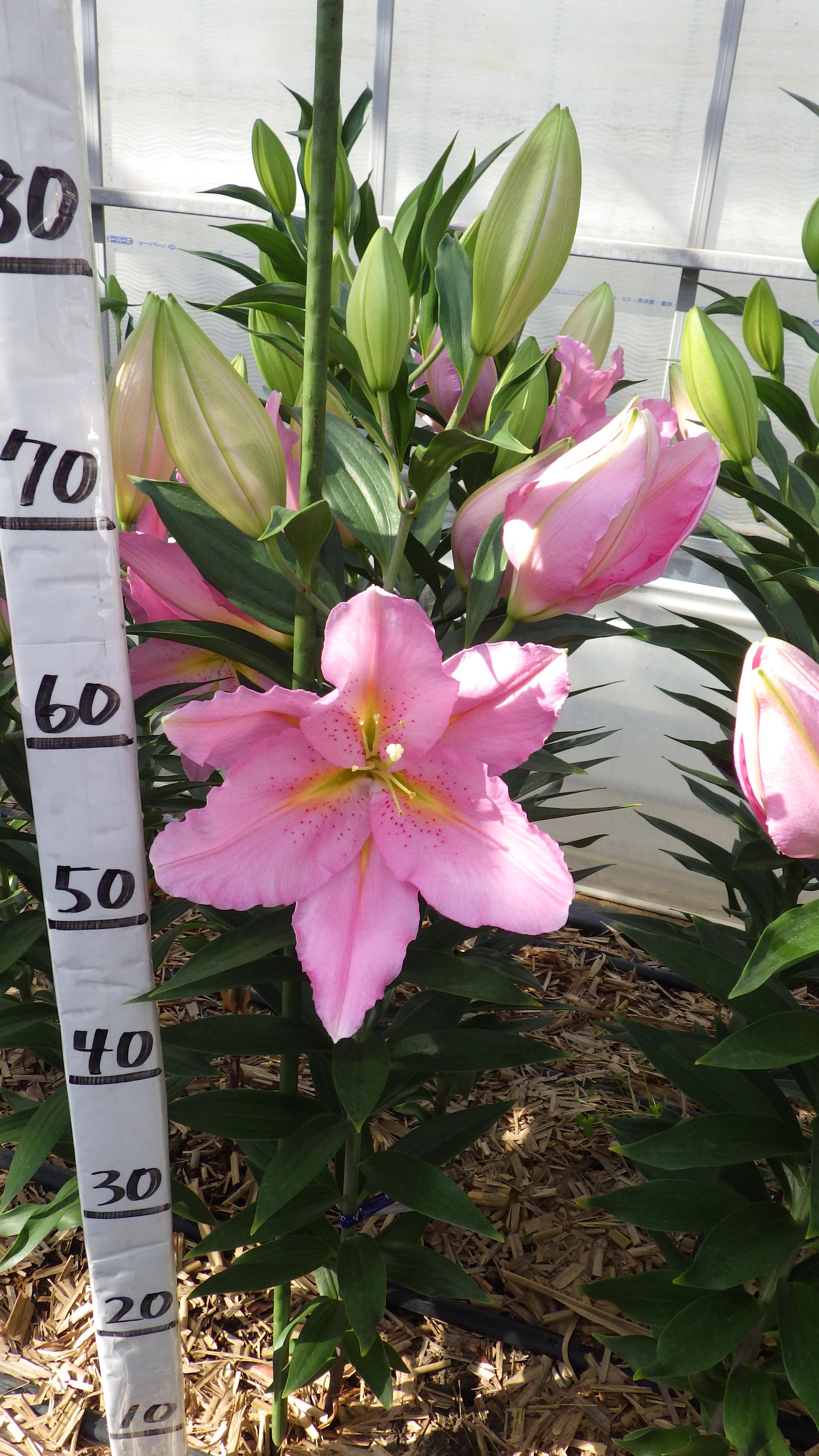 バンドーム(花粉無し)