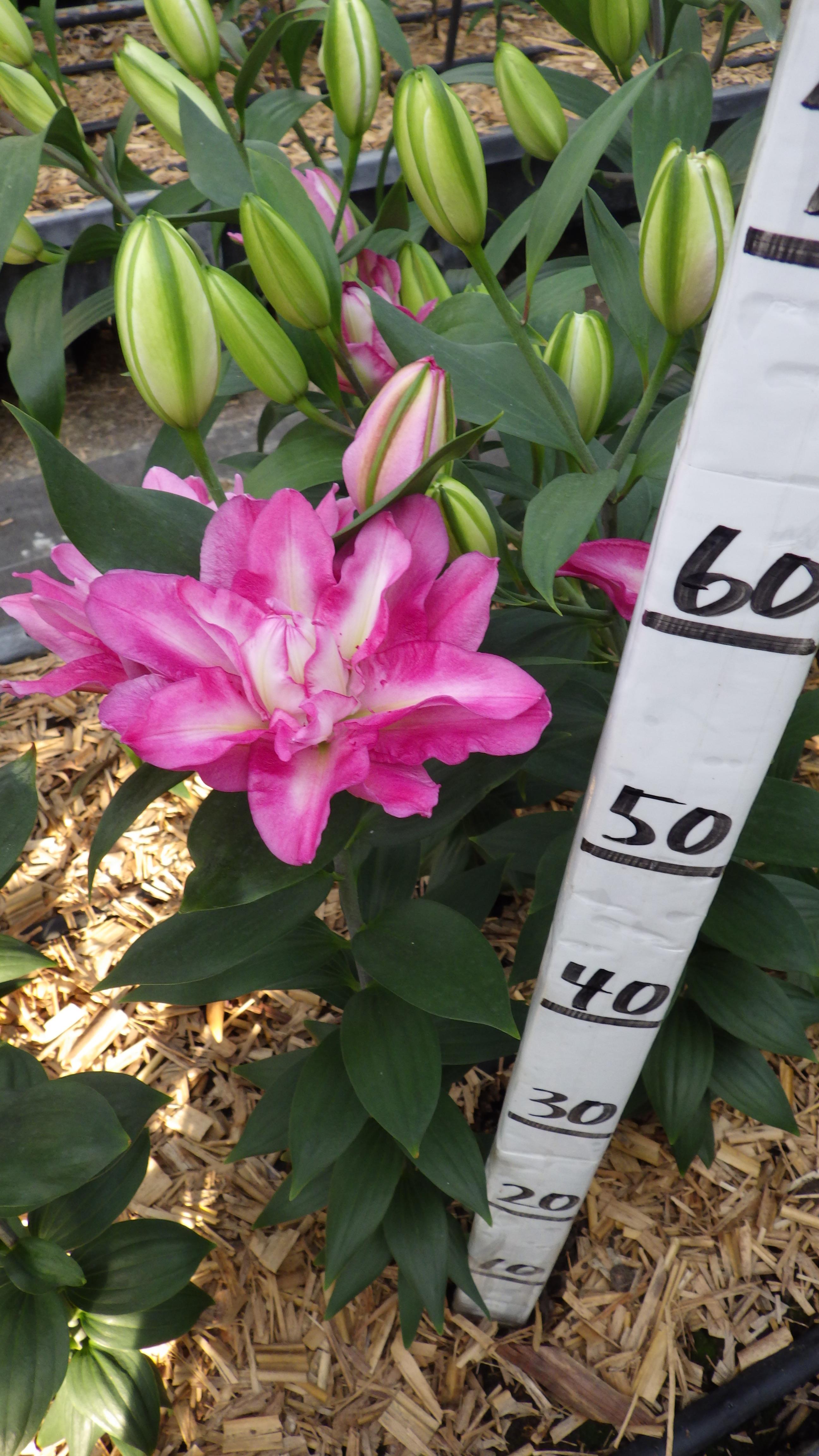 ビジオネ(八重)