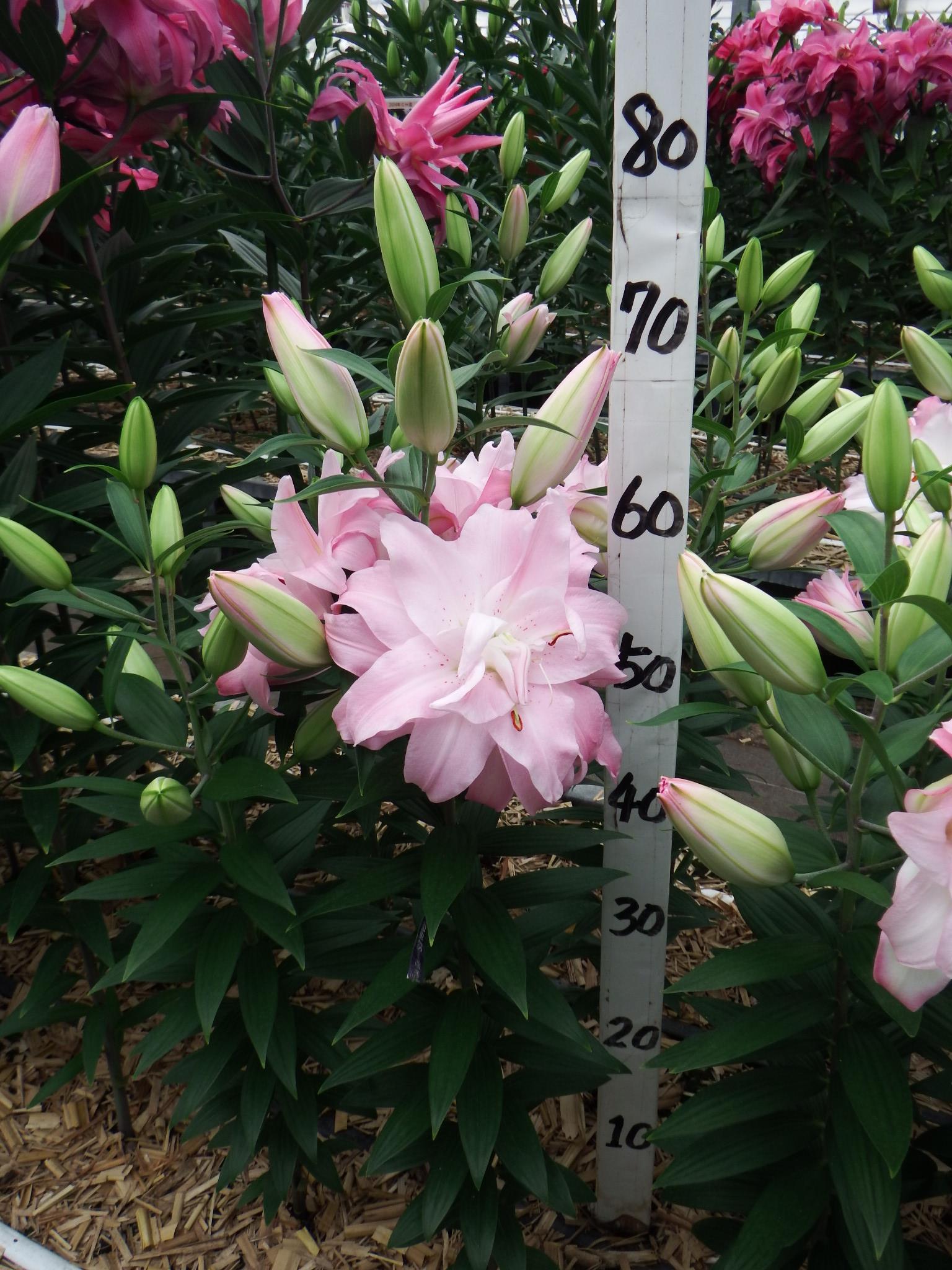 ウェイブライダー(八重)