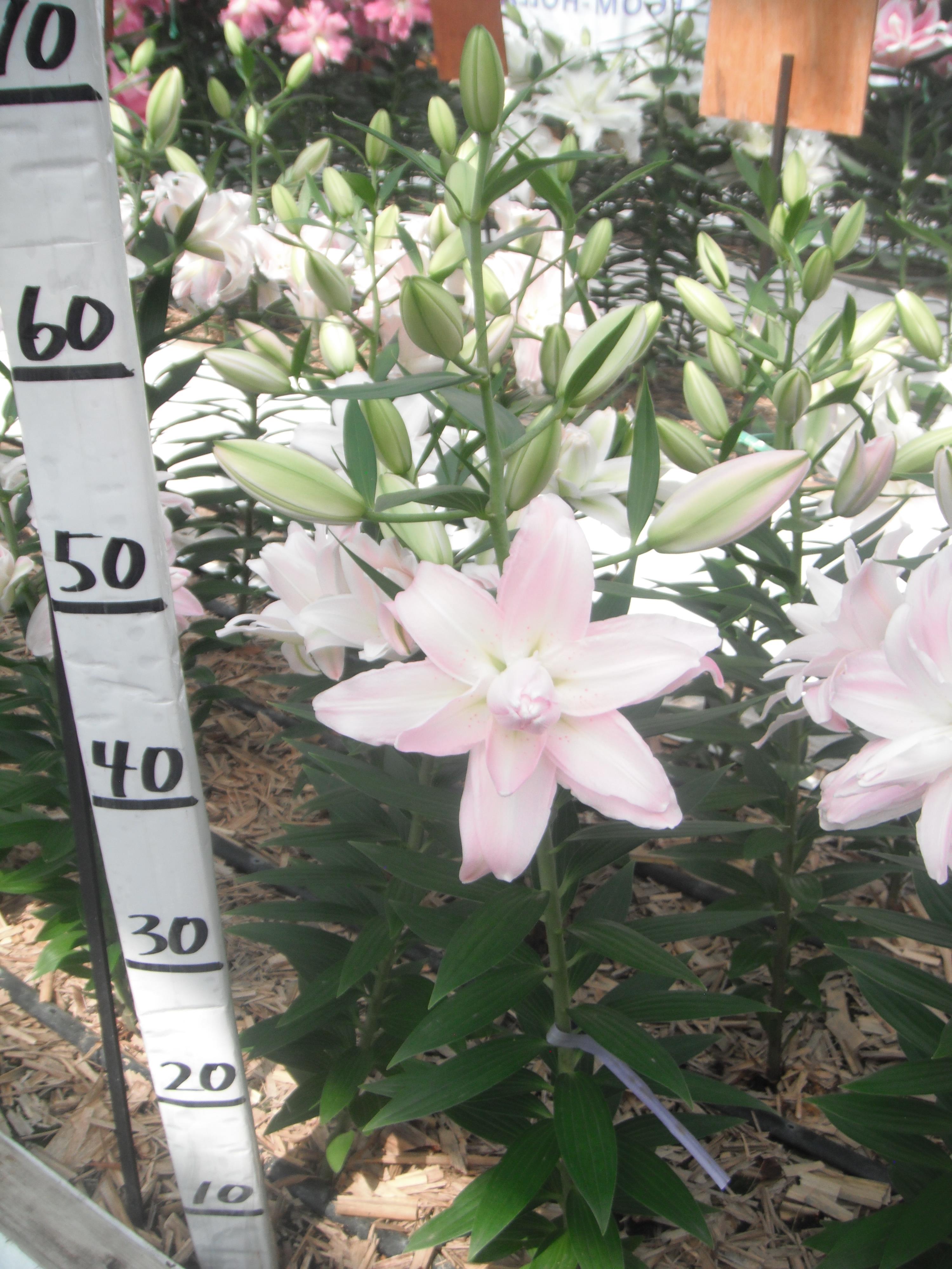 ウェイブライダー(八重)