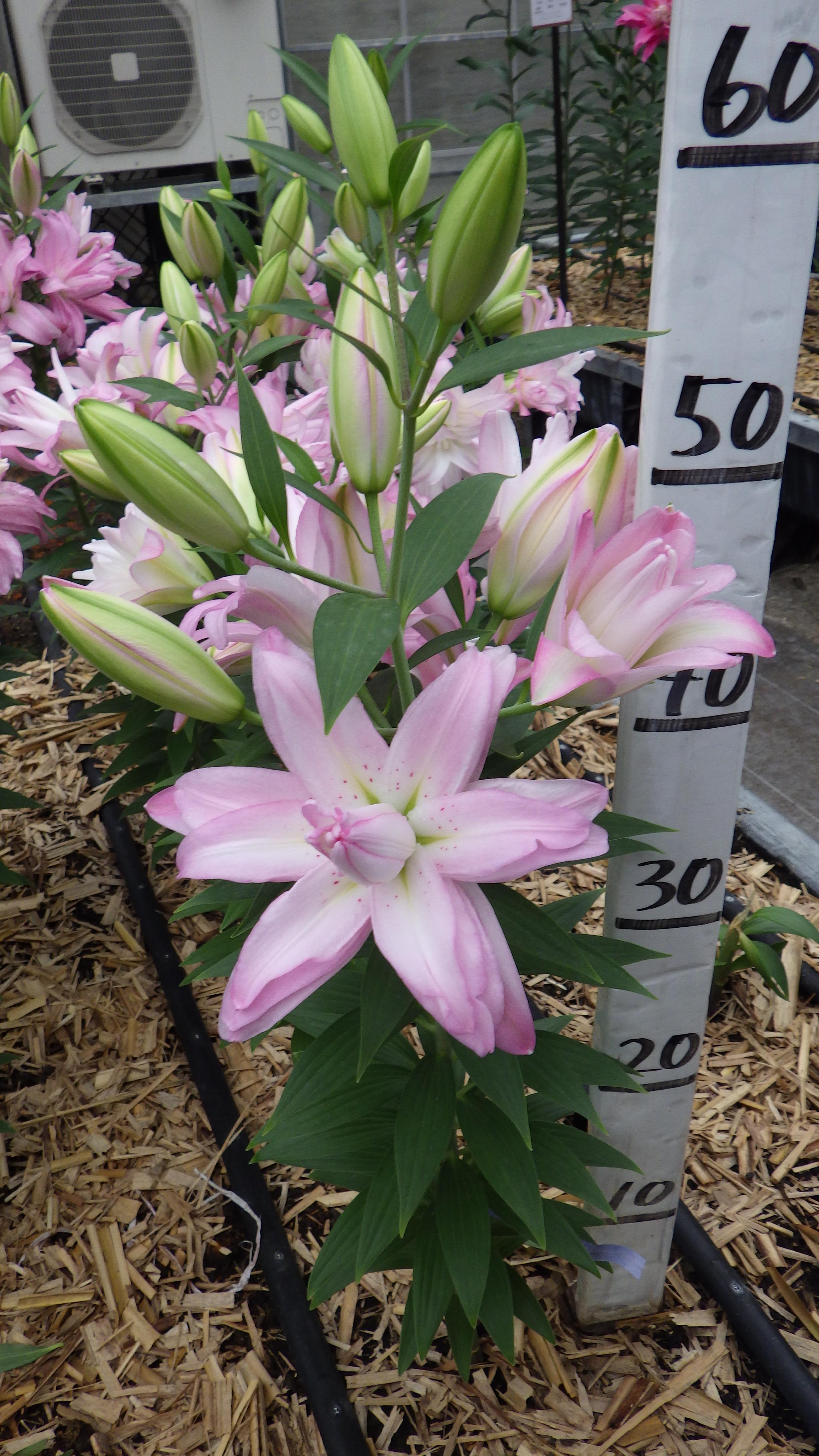 ウェイブライダー(八重)