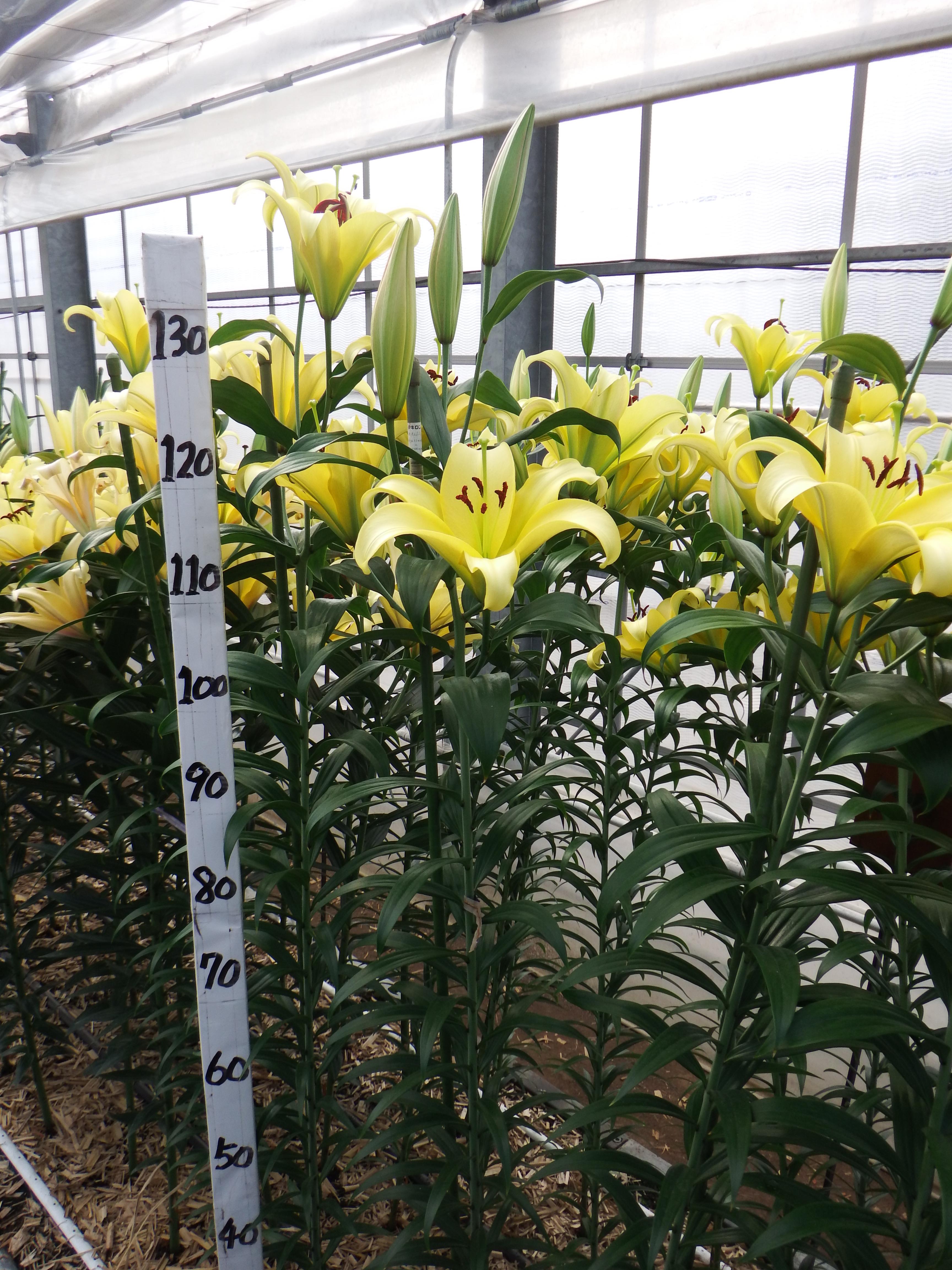 イエローウィン