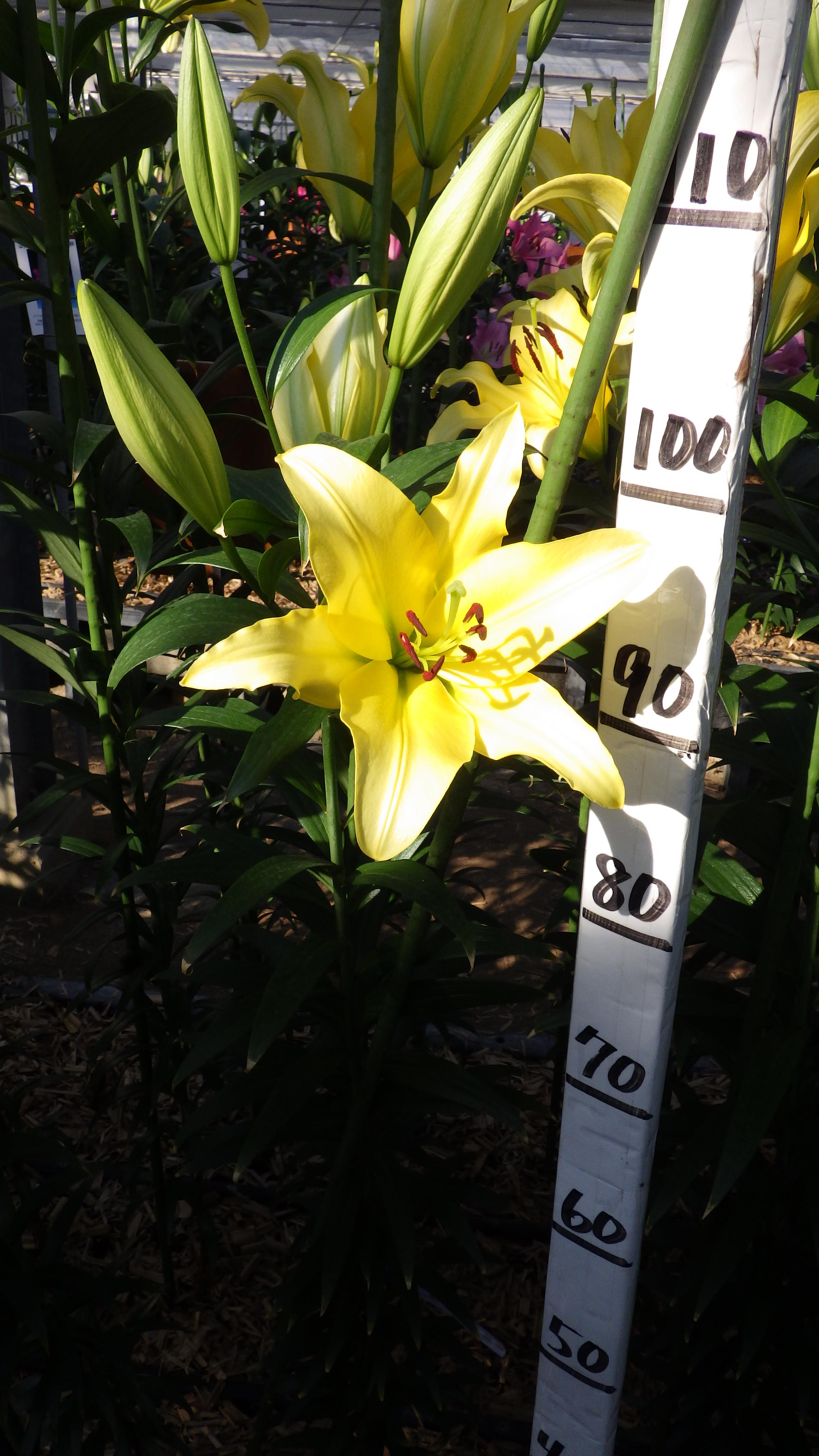 イエローウィン EVR