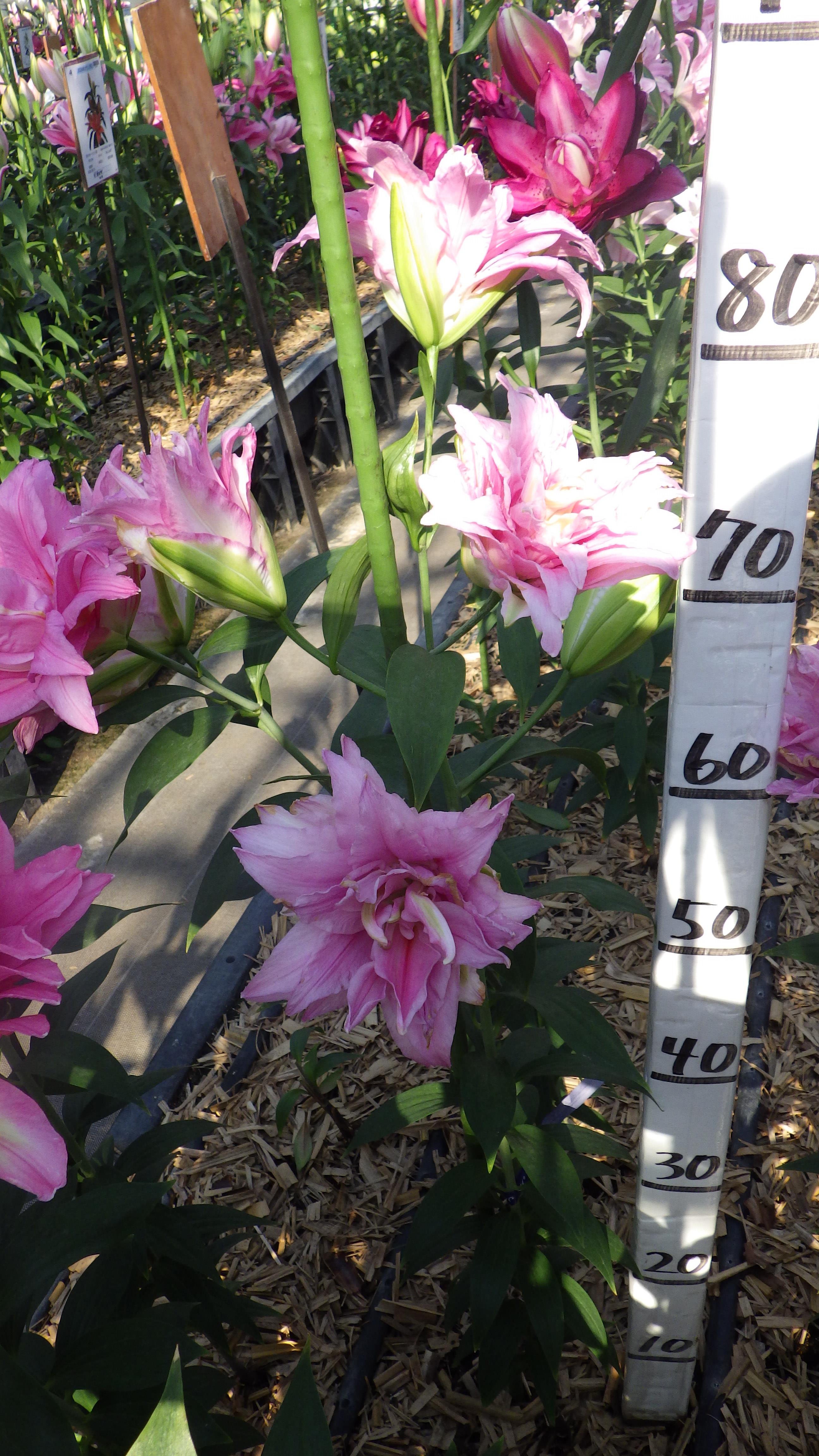 ユニーク(八重)