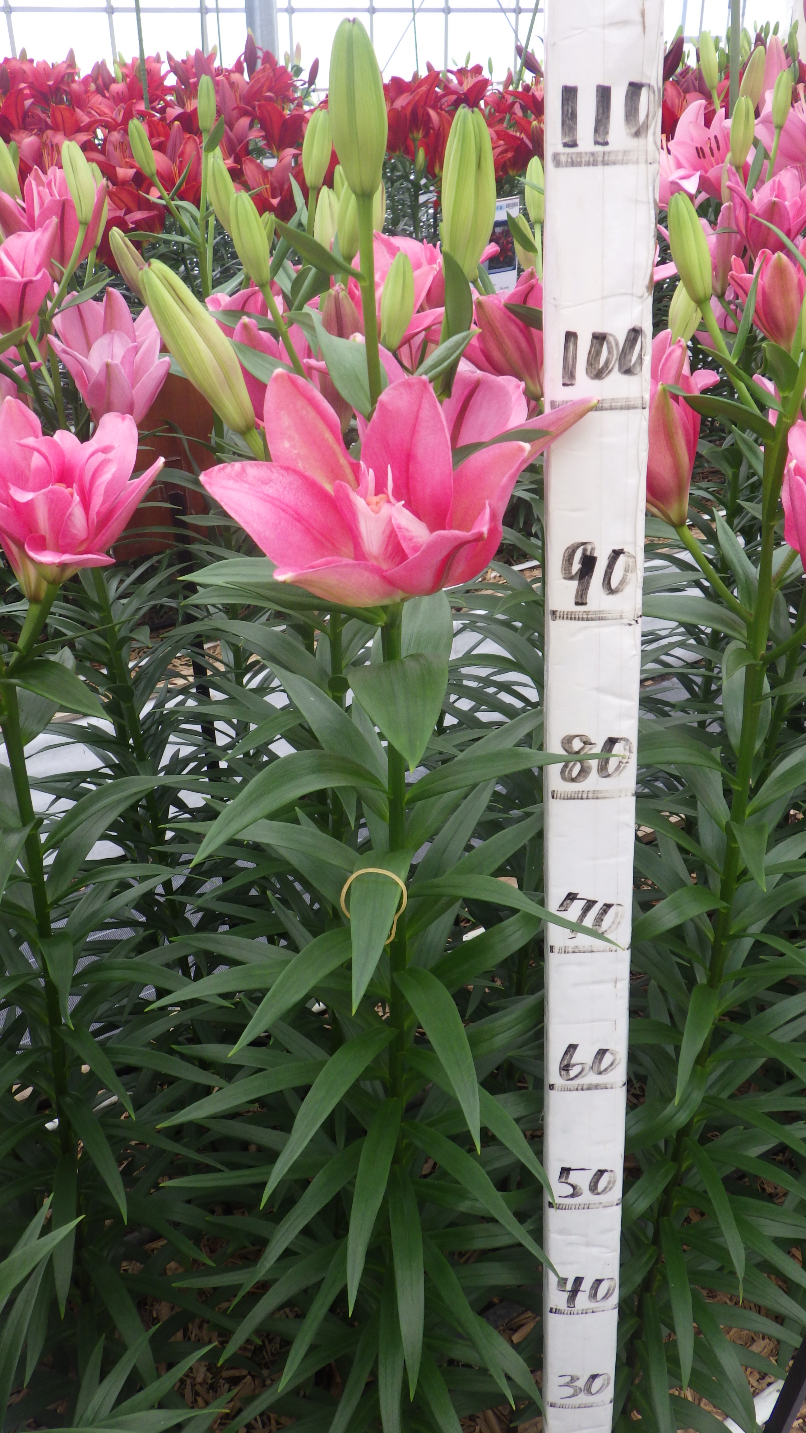 アドべンド(花粉無し)