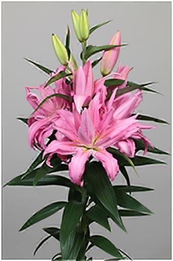 高評価レビュー rui様専用 原種チューリップ、オリエンタル百合、八重咲き 花