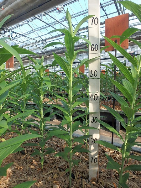lancaster ランカスター 10月20日定植 planted on 20 oct 株式会社