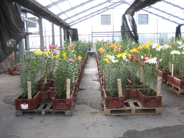 The test growth of Netherlands crop 05(planting in the box in our greenhouse) (February 9th, 2007)