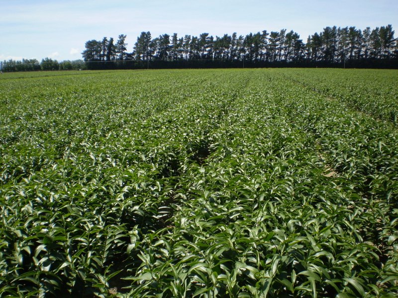 Pictures of field in NZ（Southern Flora) – De Jong（February 7th, 2007）