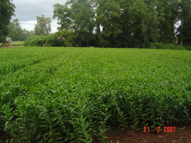 Pictures of field in Valdivia CH (by Sone)（February 22th, 2007）