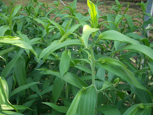 2007 test growing variety of Vletter 2 (July 2nd, 2007)