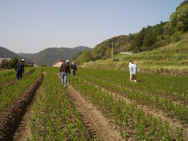 ２００６年高知産・（輸入一作）早掘り球根(2006/4/28)