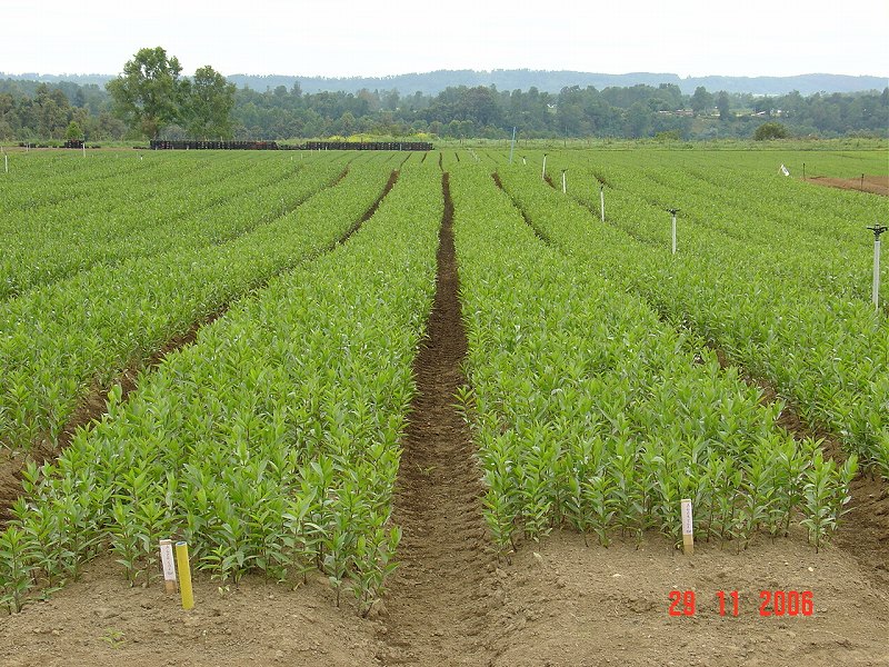 チリ生産地の写真（ピガ社より）Pictures of field in CH (by Piga)（2006/12/15）