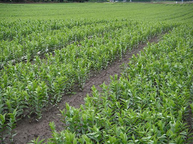 ニュージーランド生産地の写真（オニングス社より）　Pictures of field in NZ (by Onings)　（2006/12/5）