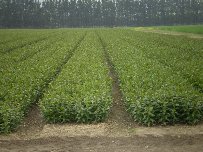 ニュージーランド生産地の写真（デヨン社より）　Pictures of field in NZ (by De Jong)　（2006/12/6）