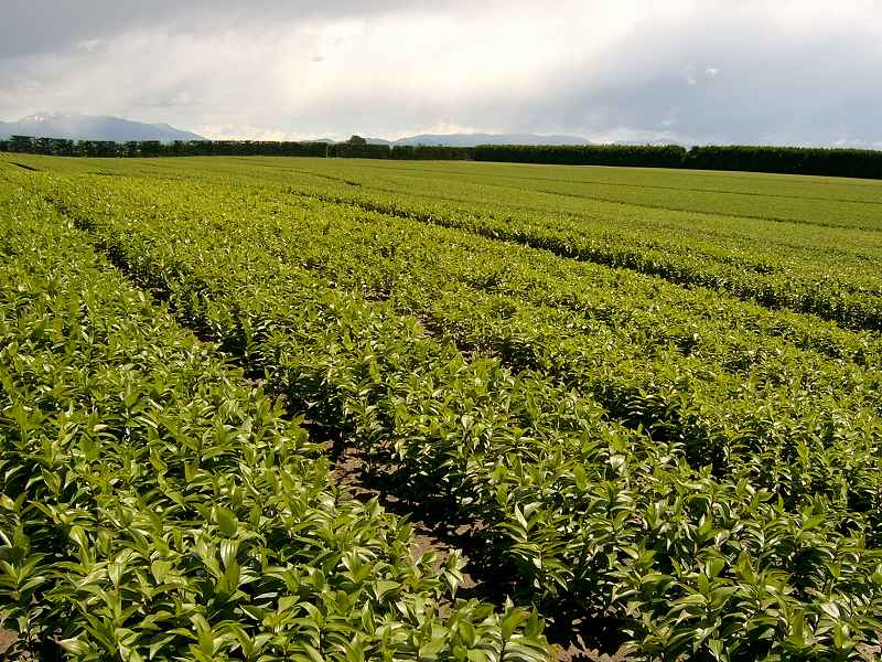 ニュージーランド生産地の写真（バンザンテン社より）Pictures of field in NZ (by Van Zanten)（2006/12/7）