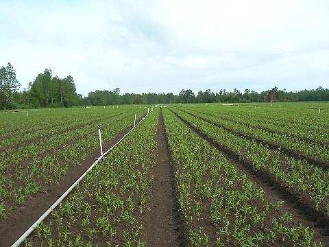 チリ生産地の写真（ワーゲナー社より）Pictures of field in CH (by Wagenaar Lilies)（2006/12/14）