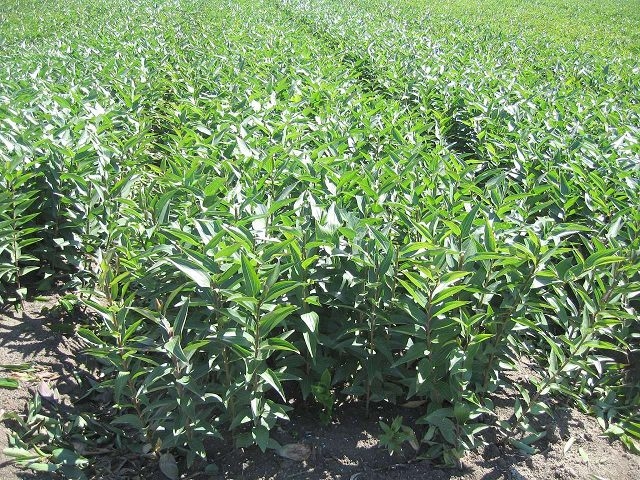 ニュージーランド生産地の写真：バンザンテンＮＺ社 1月18日 Pictures of field in NZ : Vanzanten NZ(2007/1/18)